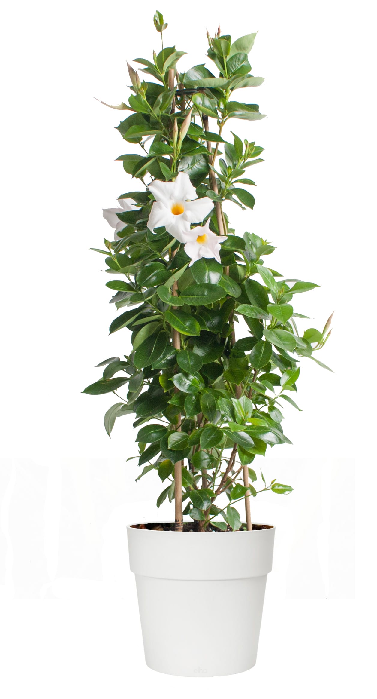 Dipladenia Sundaville – Mandevilla (wit, piramide) in witte bloempot ↑ 85 cm ⌀ 25 cm