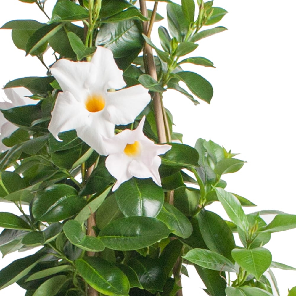 Dipladenia Sundaville – Mandevilla (wit, piramide) in witte bloempot ↑ 85 cm ⌀ 25 cm - Afbeelding 3