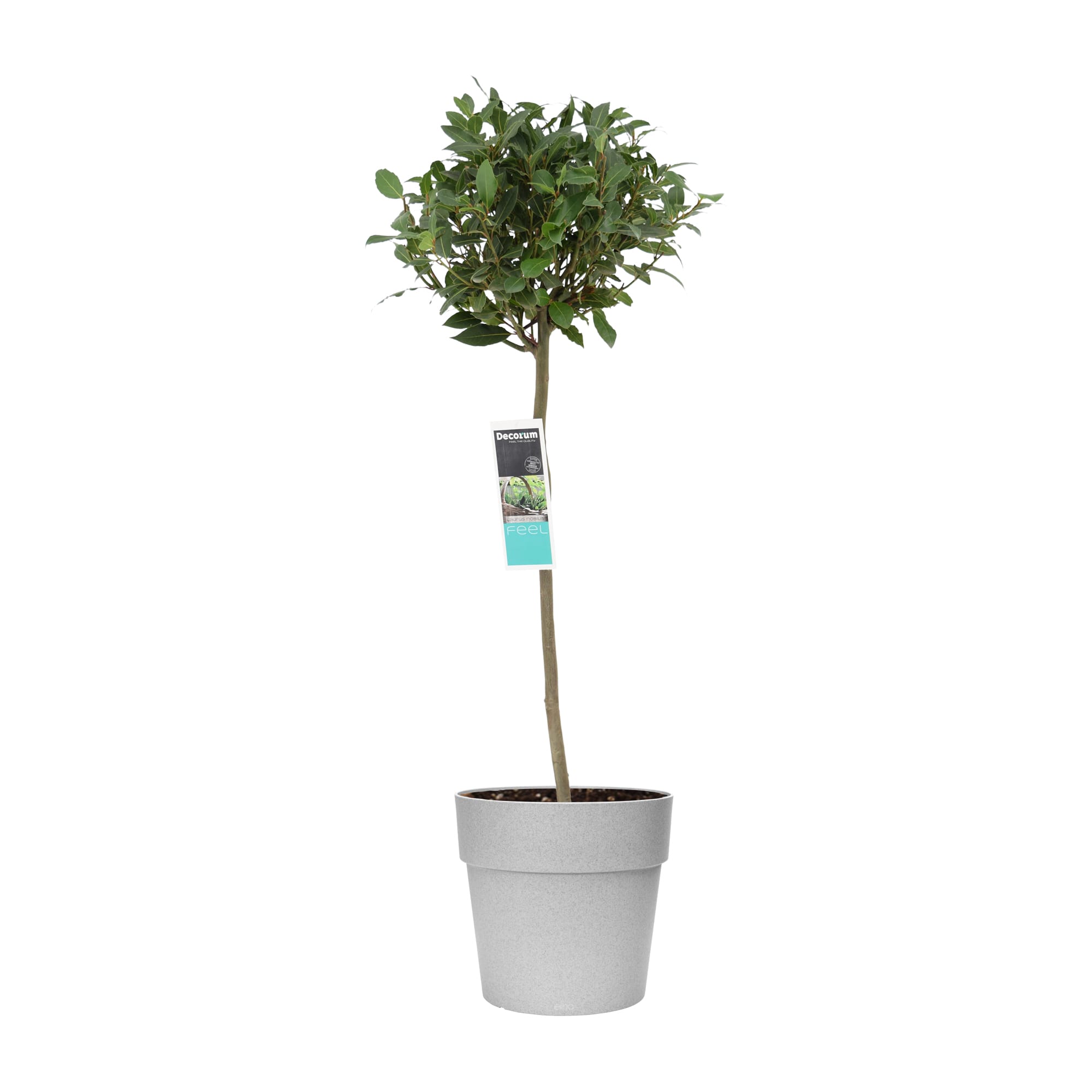 Laurus nobilis (bol op stam) in Elho sierpot voor buiten ↑ 120 cm ⌀ 25 cm