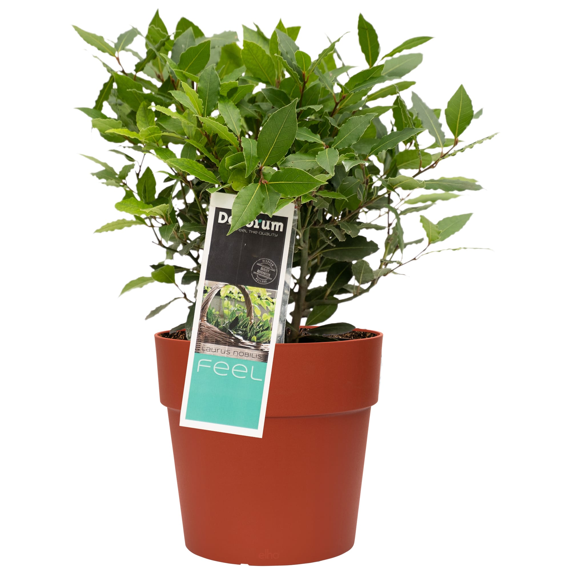 Laurus nobilis in Elho sierpot voor buiten ↑ 35 cm ⌀ 20 cm