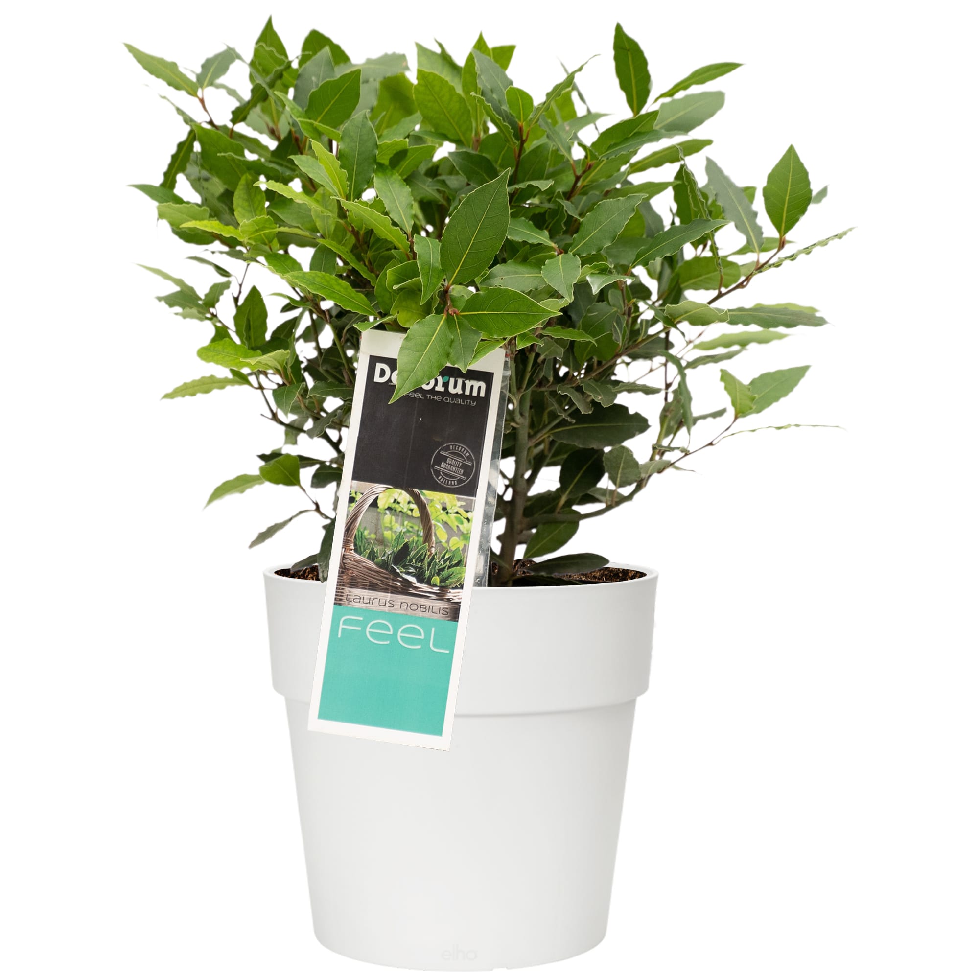 Laurus nobilis in Elho sierpot voor buiten ↑ 35 cm ⌀ 20 cm