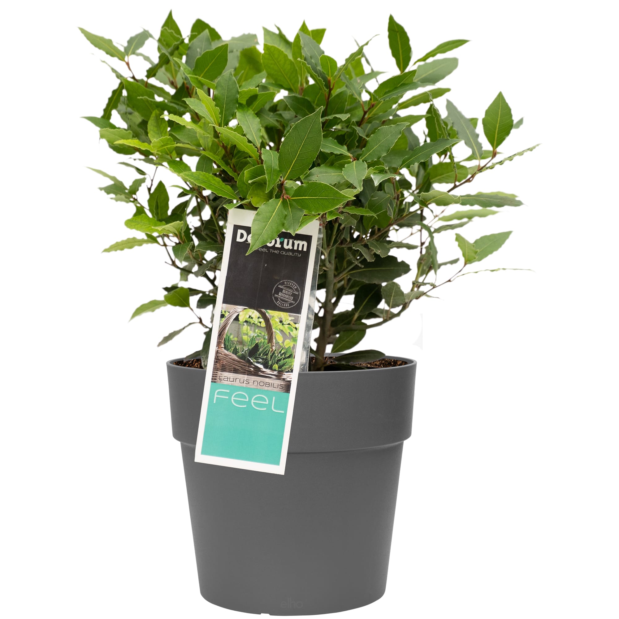 Laurus nobilis in Elho sierpot voor buiten ↑ 35 cm ⌀ 20 cm