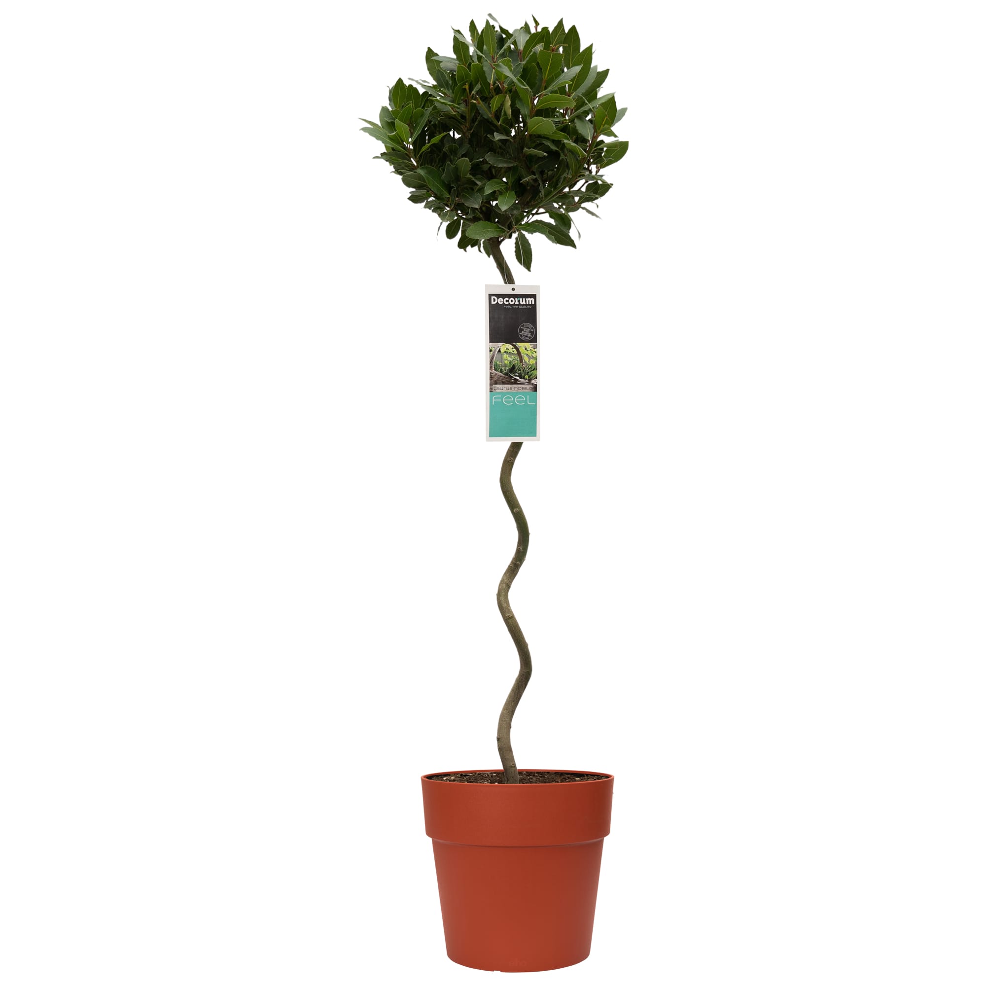 Laurus nobilis (in spiraalvorm) in Elho sierpot voor buiten ↑ 120 cm ⌀ 25 cm