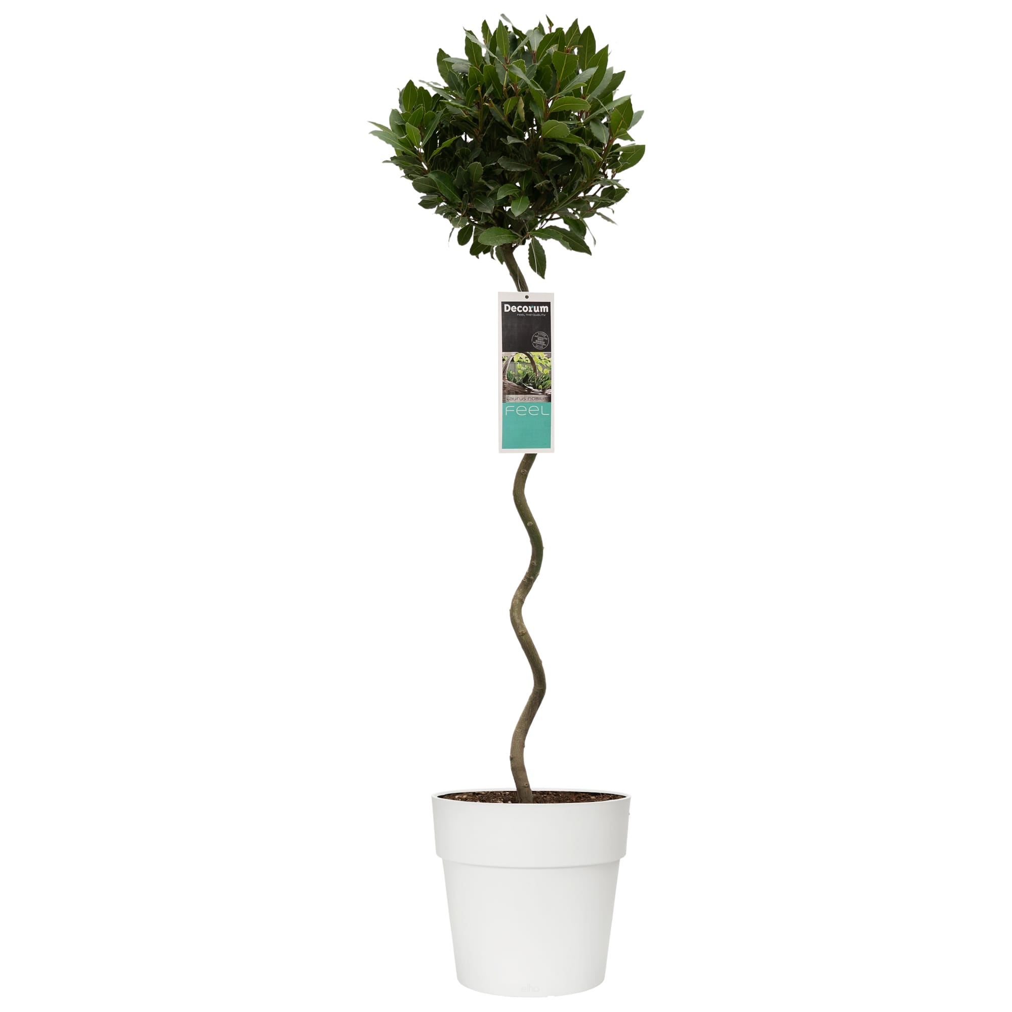 Laurus nobilis (in spiraalvorm) in Elho sierpot voor buiten ↑ 120 cm ⌀ 25 cm