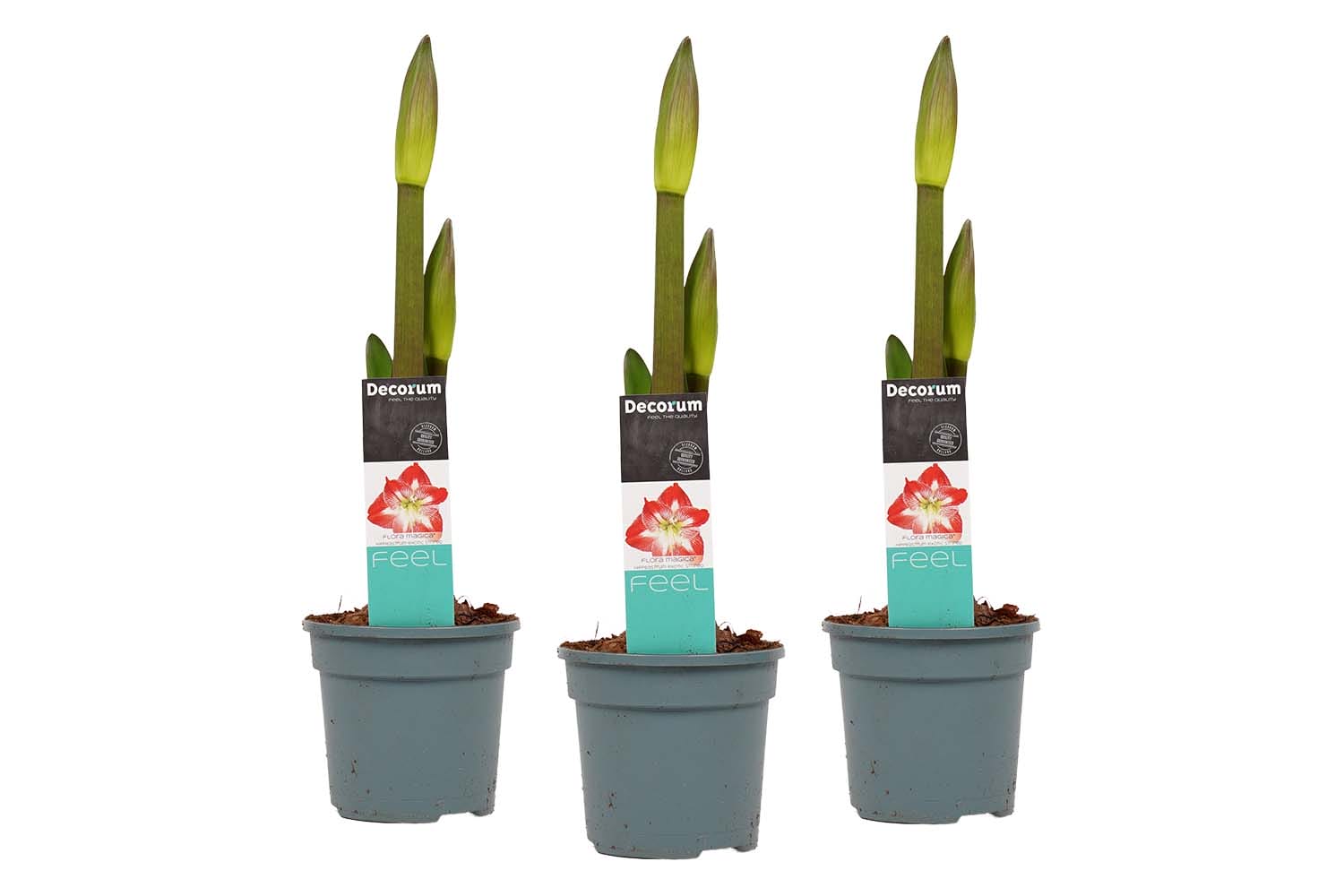 Hippeastrum Exotic Striped (3 stuks) ↑ 25 cm ⌀ 13