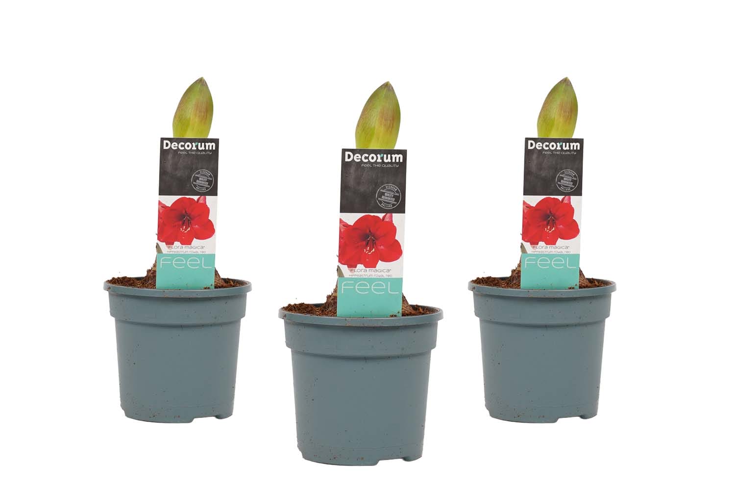 Hippeastrum Royal Red (3 stuks) ↑ 25 cm ⌀ 13