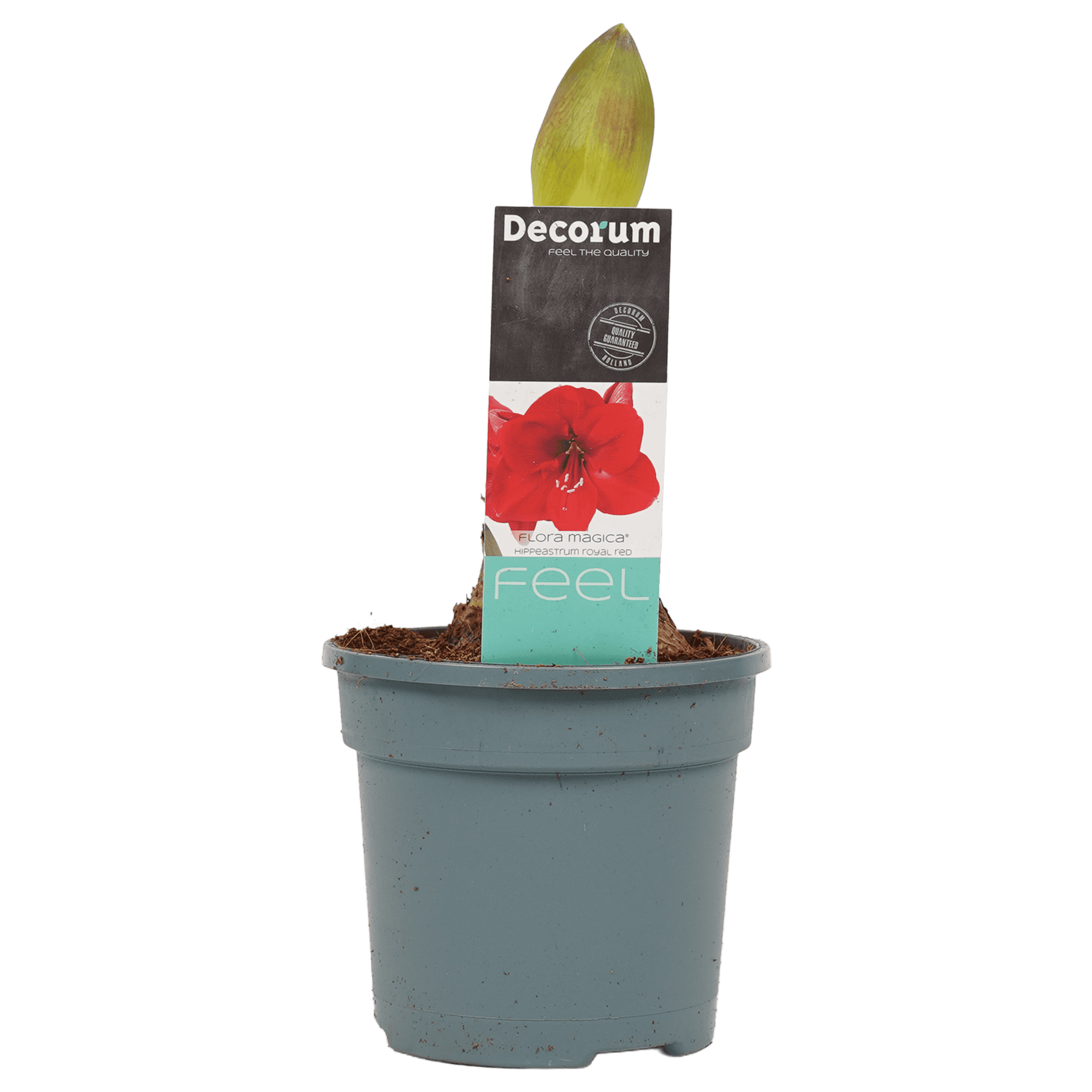 Hippeastrum Royal Red (3 stuks) ↑ 25 cm ⌀ 13 - Afbeelding 3