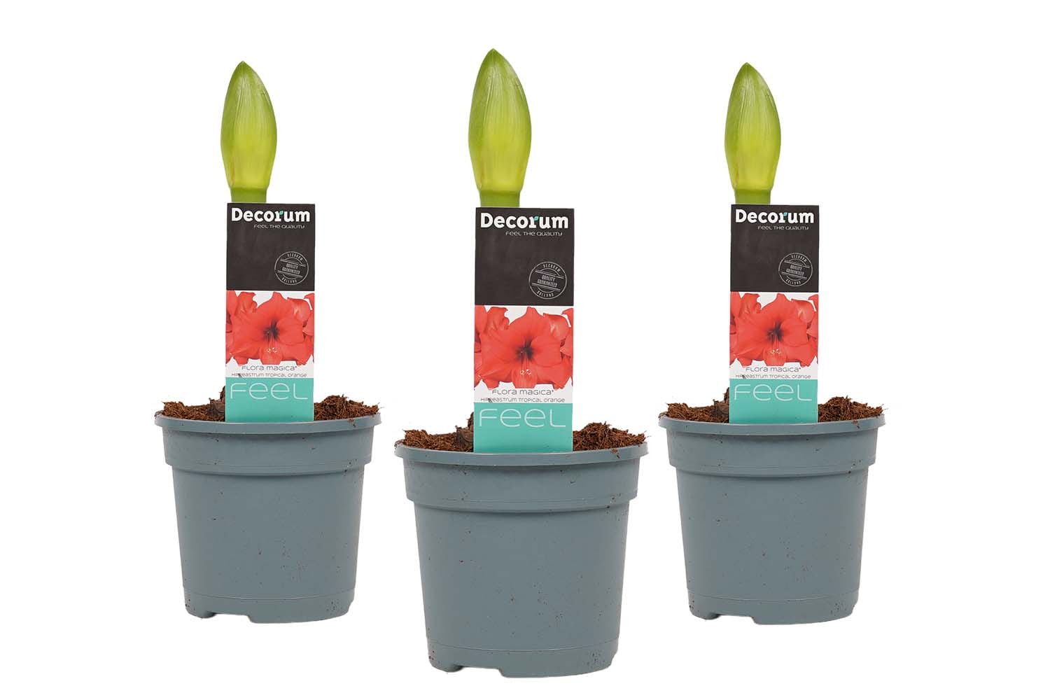 Hippeastrum Tropical Orange (3 stuks) ↑ 25 cm ⌀ 13