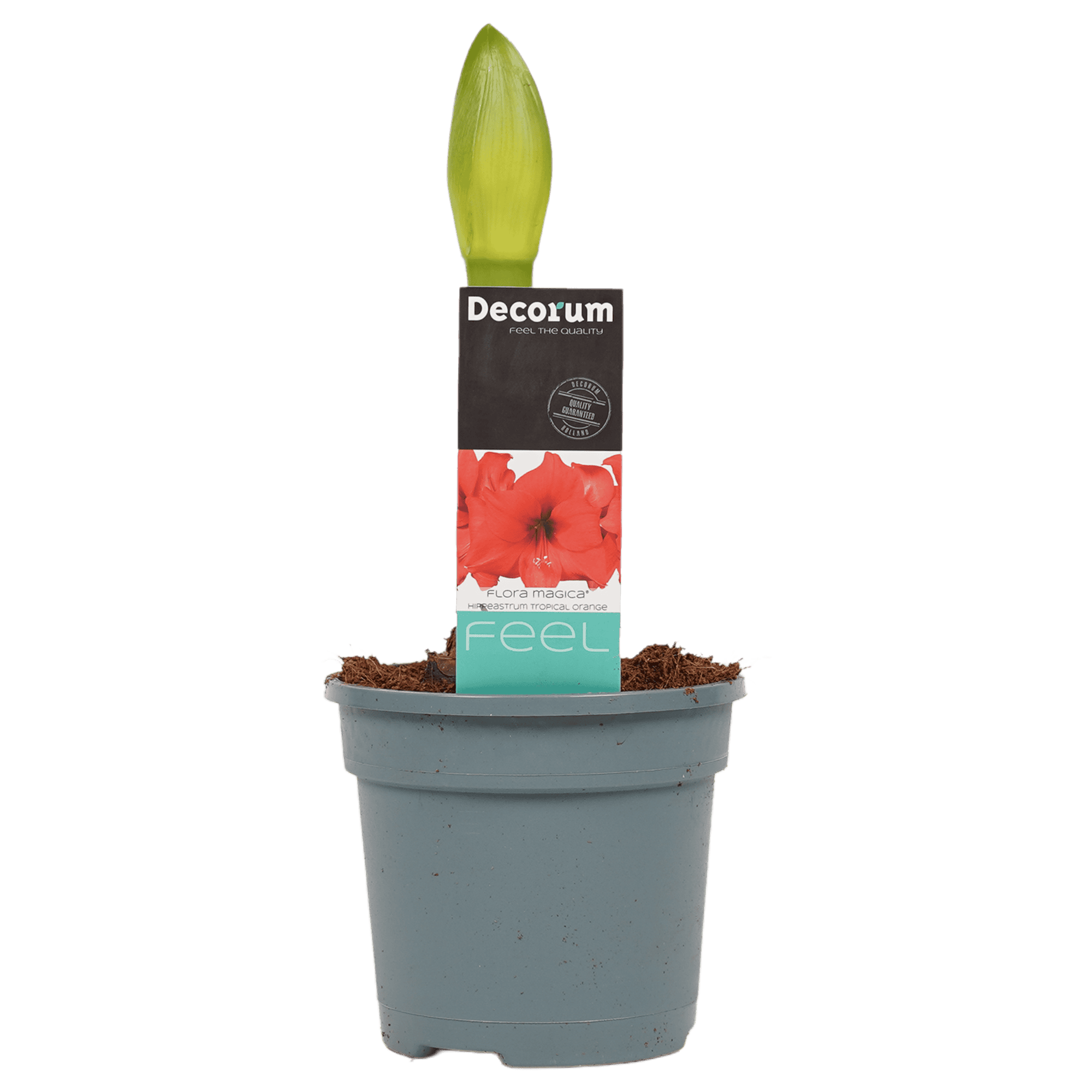 Hippeastrum Tropical Orange (3 stuks) ↑ 25 cm ⌀ 13 - Afbeelding 3