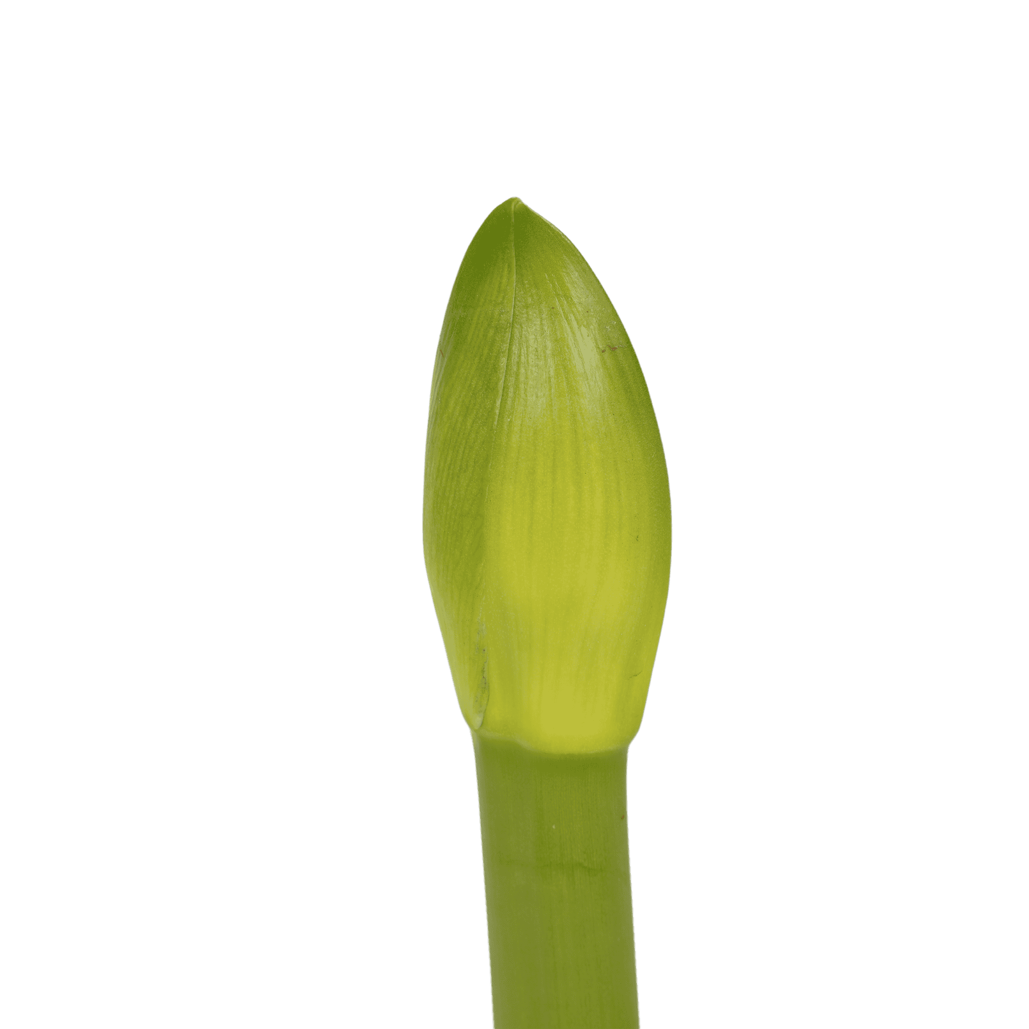 Hippeastrum Tropical Orange (3 stuks) ↑ 25 cm ⌀ 13 - Afbeelding 4