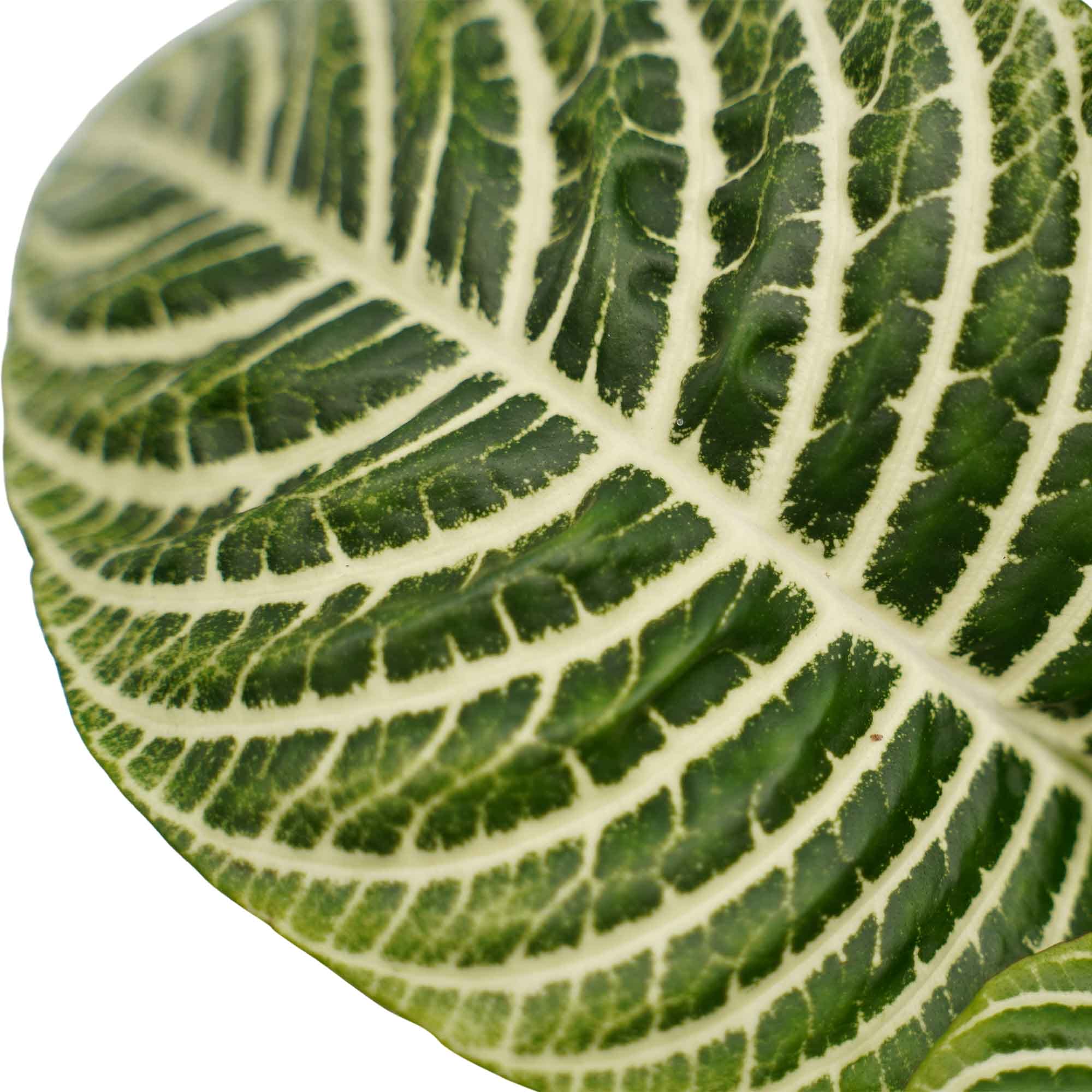 Botanica Aphelandra Green in Sizo bag (natural) ↑ 30 cm ⌀ 13 - Afbeelding 3