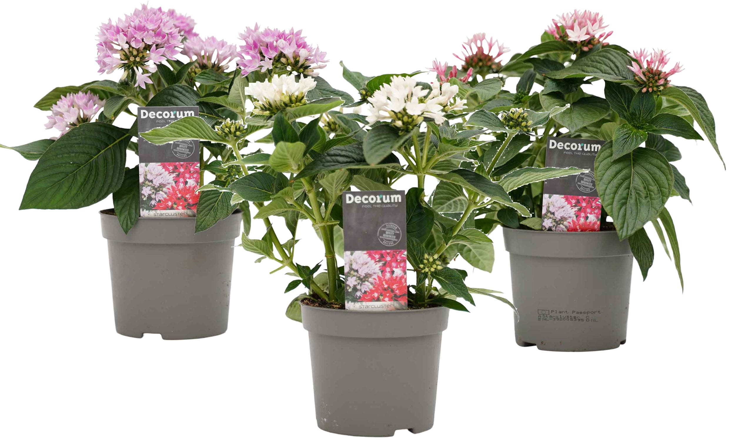 Trio Starcluster ↑ 25 cm ⌀ 13