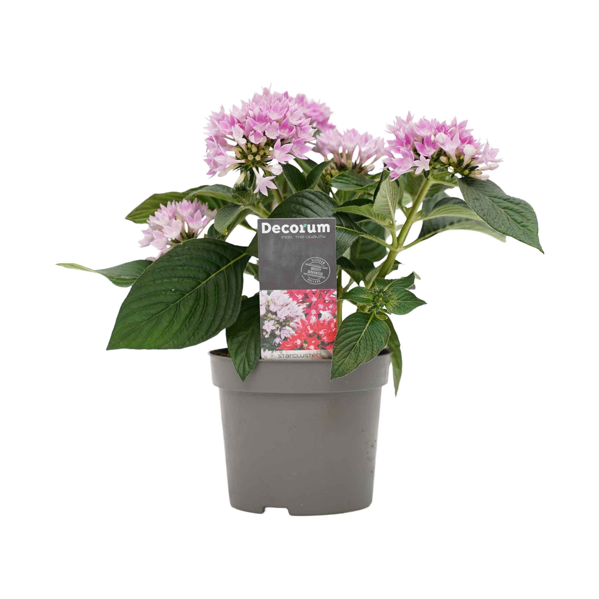 Trio Starcluster ↑ 25 cm ⌀ 13 - Afbeelding 3