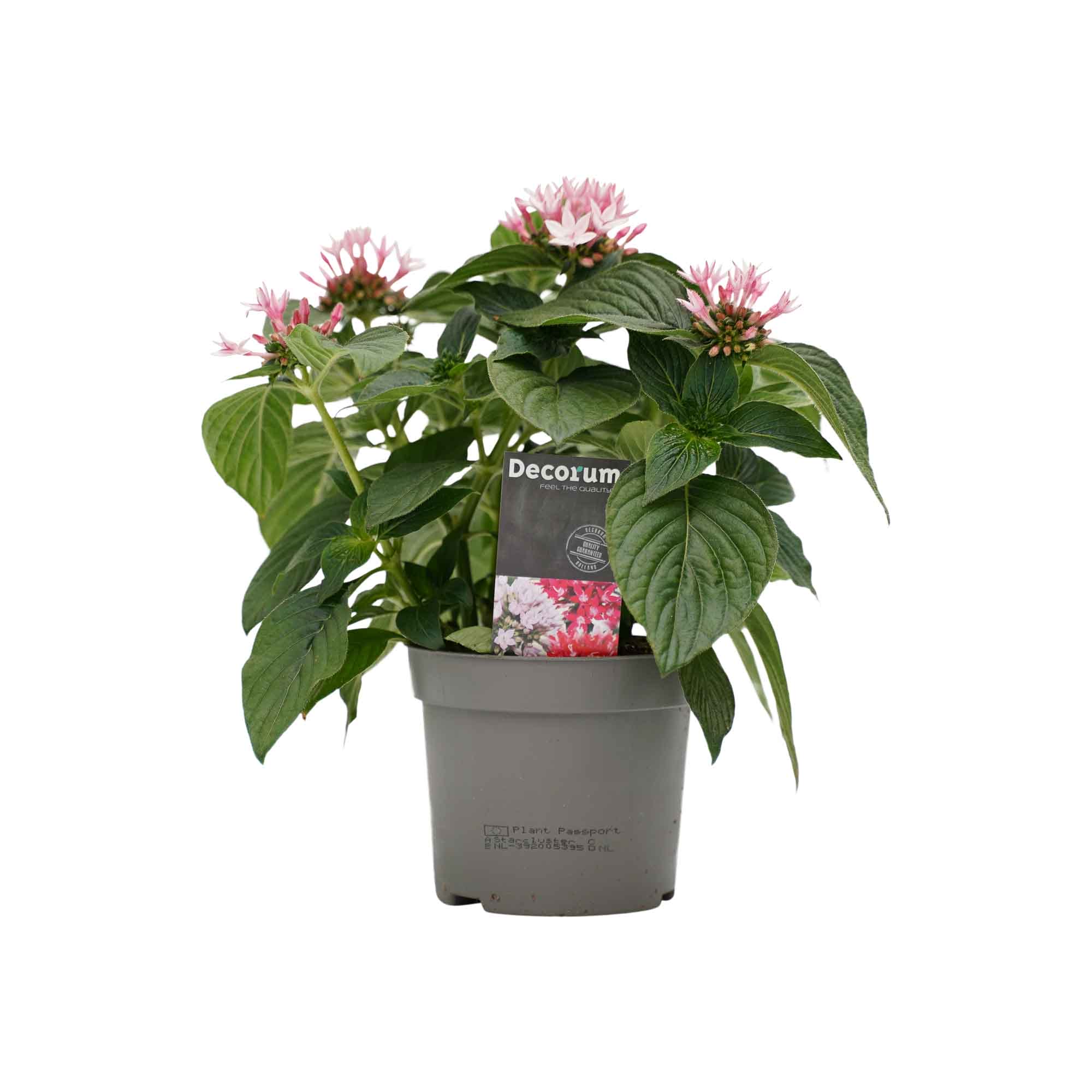 Trio Starcluster ↑ 25 cm ⌀ 13 - Afbeelding 4