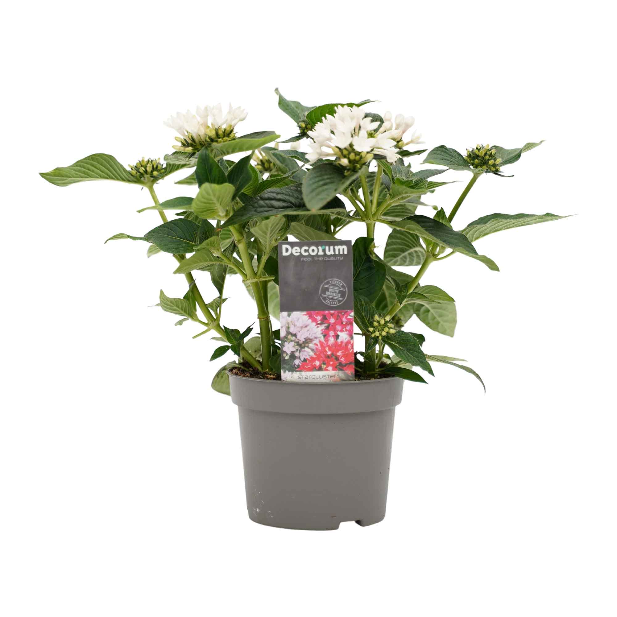 Trio Starcluster ↑ 25 cm ⌀ 13 - Afbeelding 5