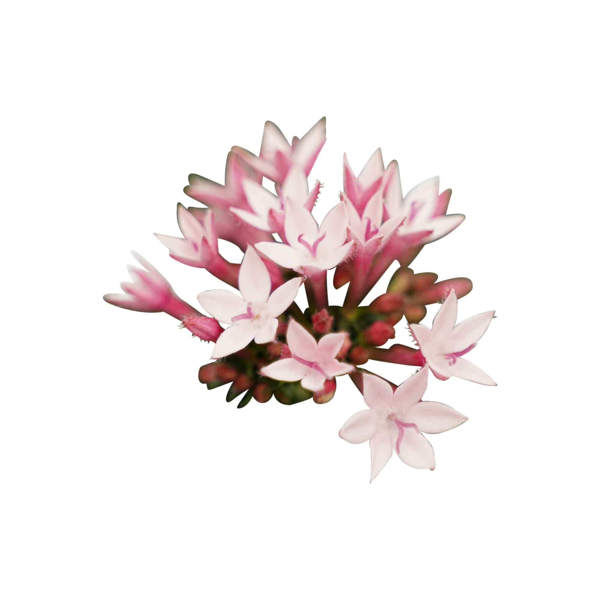 Trio Starcluster ↑ 25 cm ⌀ 13 - Afbeelding 7