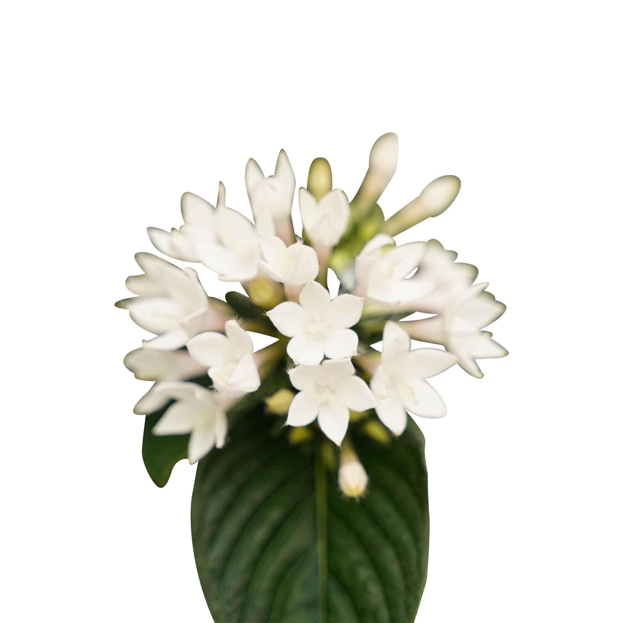 Trio Starcluster ↑ 25 cm ⌀ 13 - Afbeelding 8