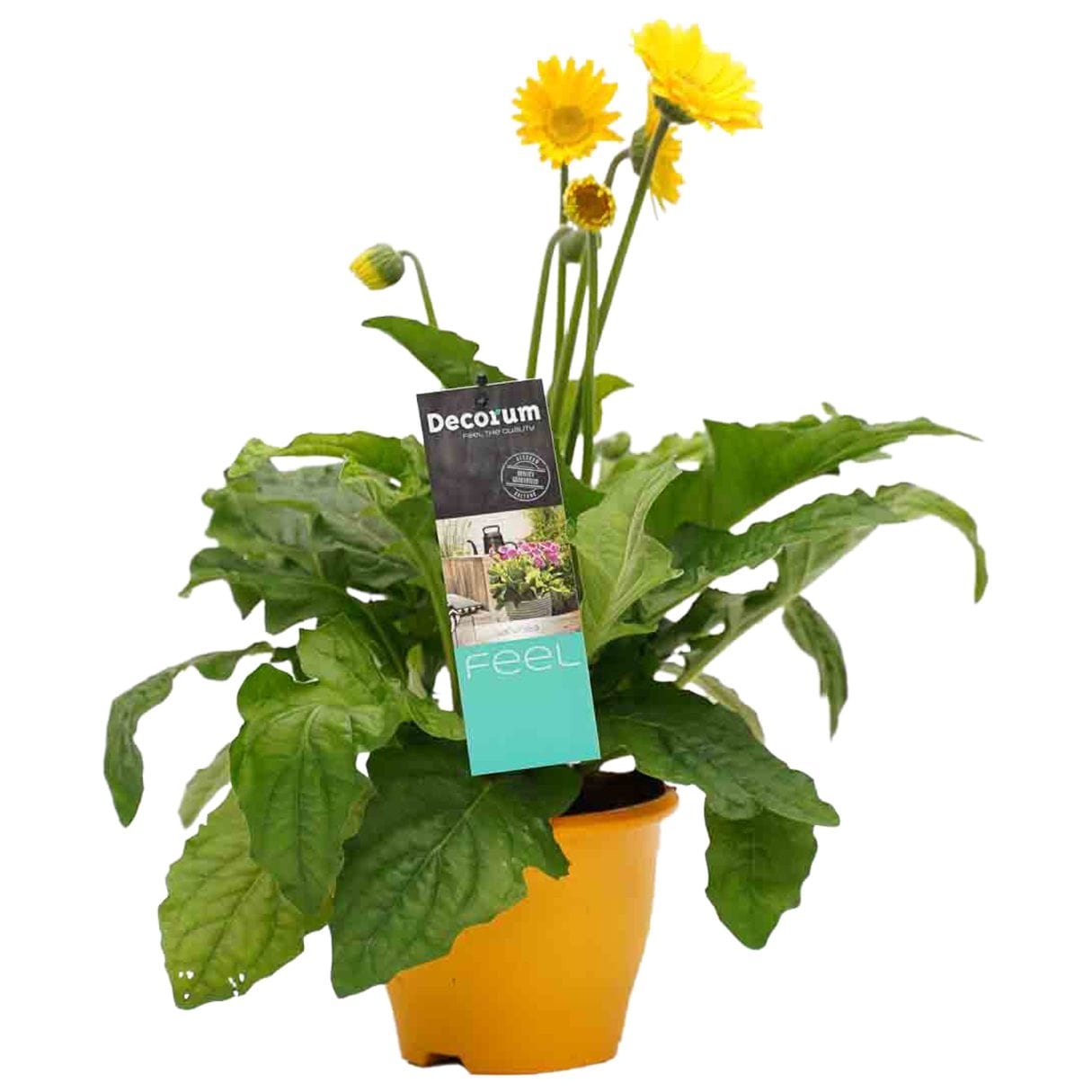 Garvinea Geel ↑ 45 cm ⌀ 17