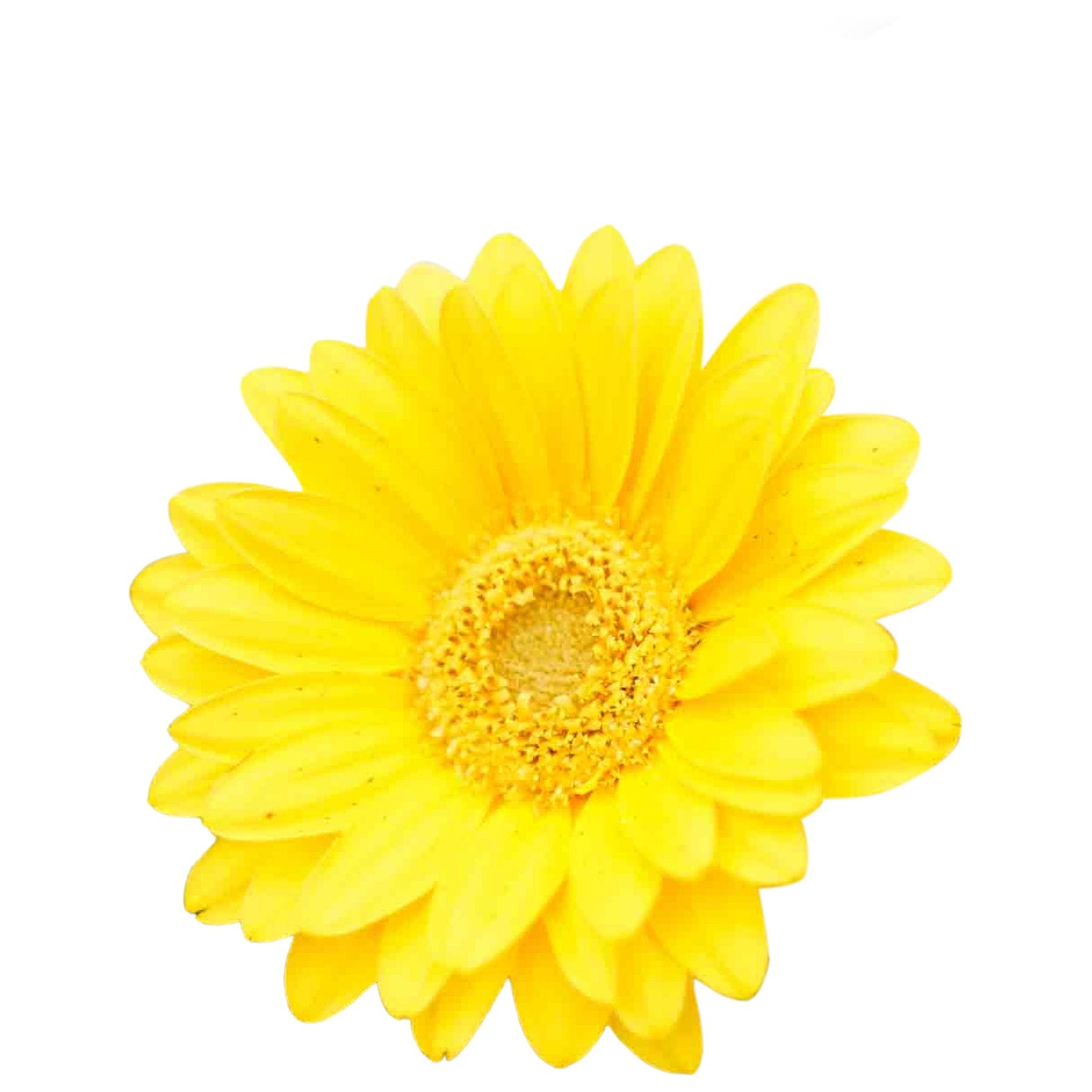 Garvinea Geel ↑ 45 cm ⌀ 17 - Afbeelding 3