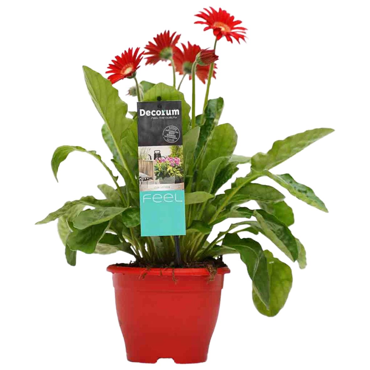 Garvinea Rood ↑ 45 cm ⌀ 17