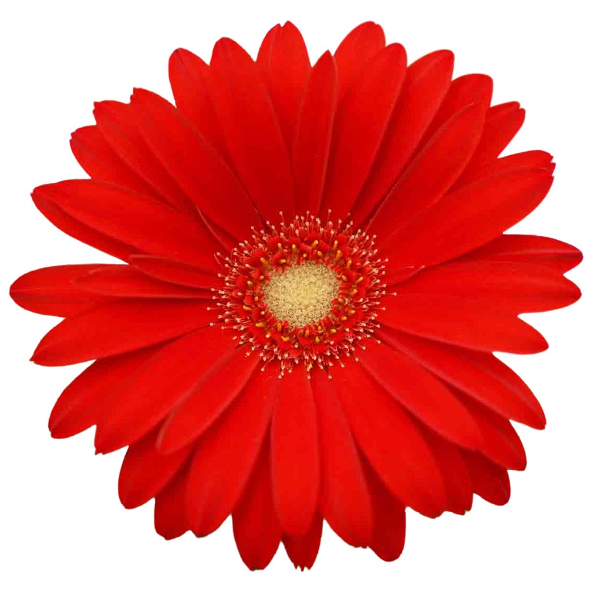 Garvinea Rood ↑ 45 cm ⌀ 17 - Afbeelding 3