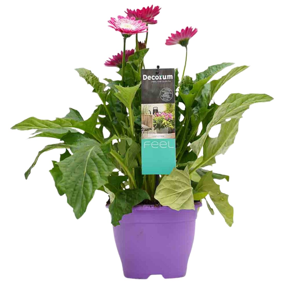 Garvinea Paars ↑ 45 cm ⌀ 17