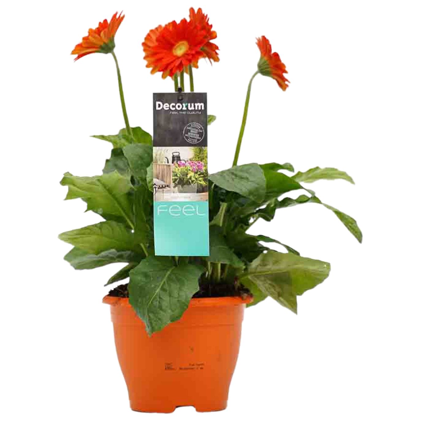 Garvinea Oranje ↑ 45 cm ⌀ 17