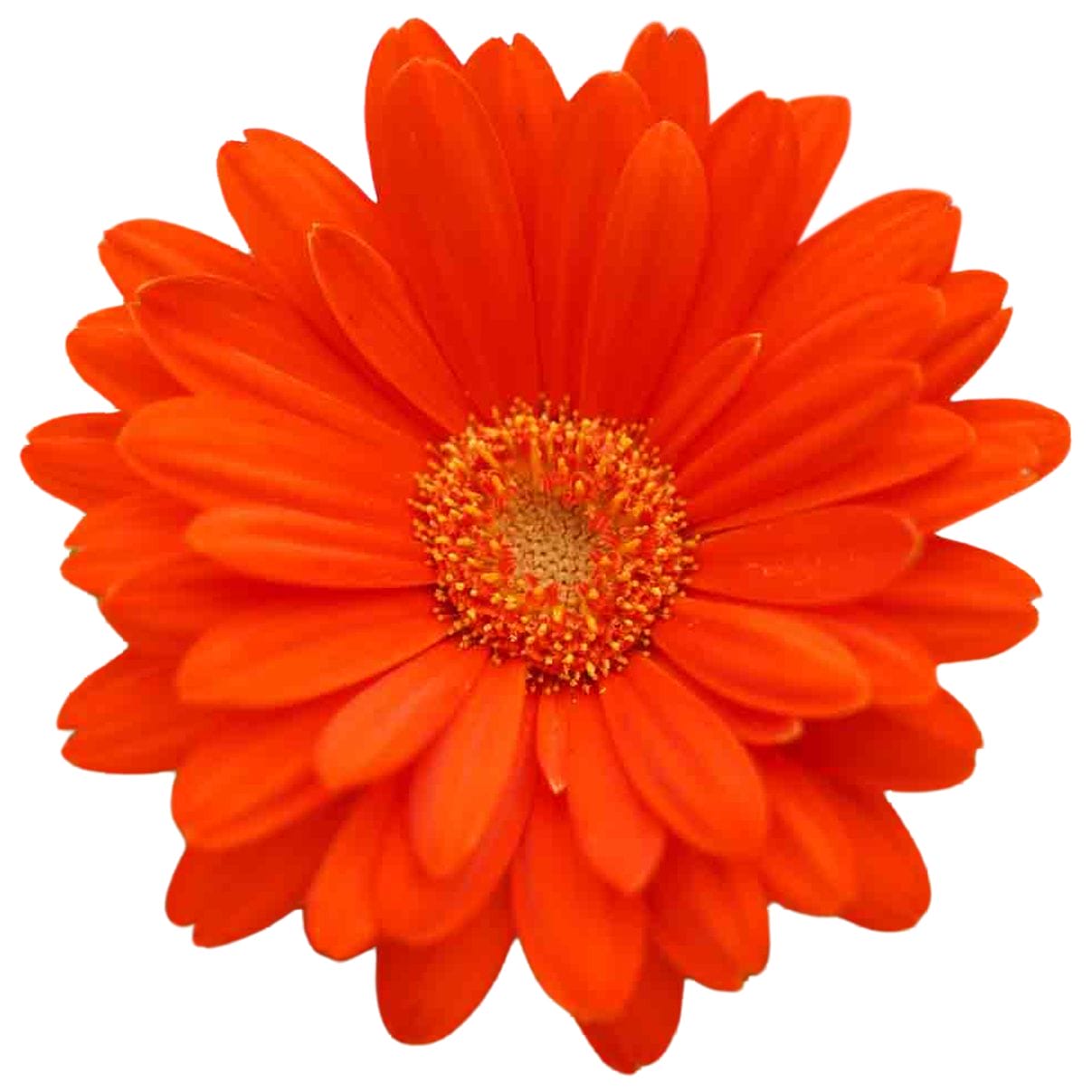 Garvinea Oranje ↑ 45 cm ⌀ 17 - Afbeelding 3