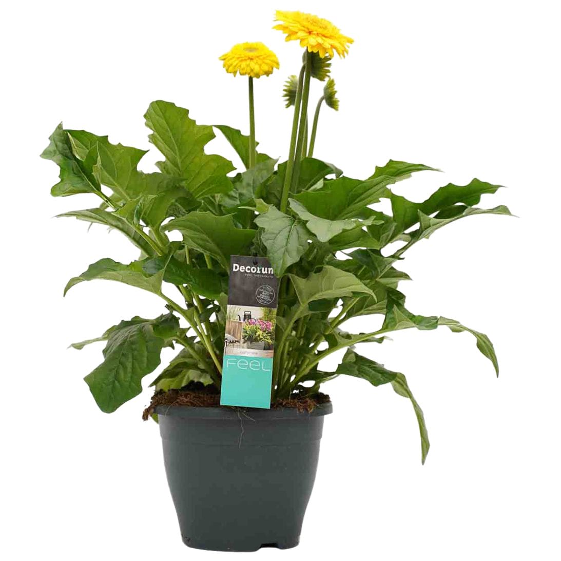 Patio Gerbera Geel ↑ 50 cm ⌀ 23