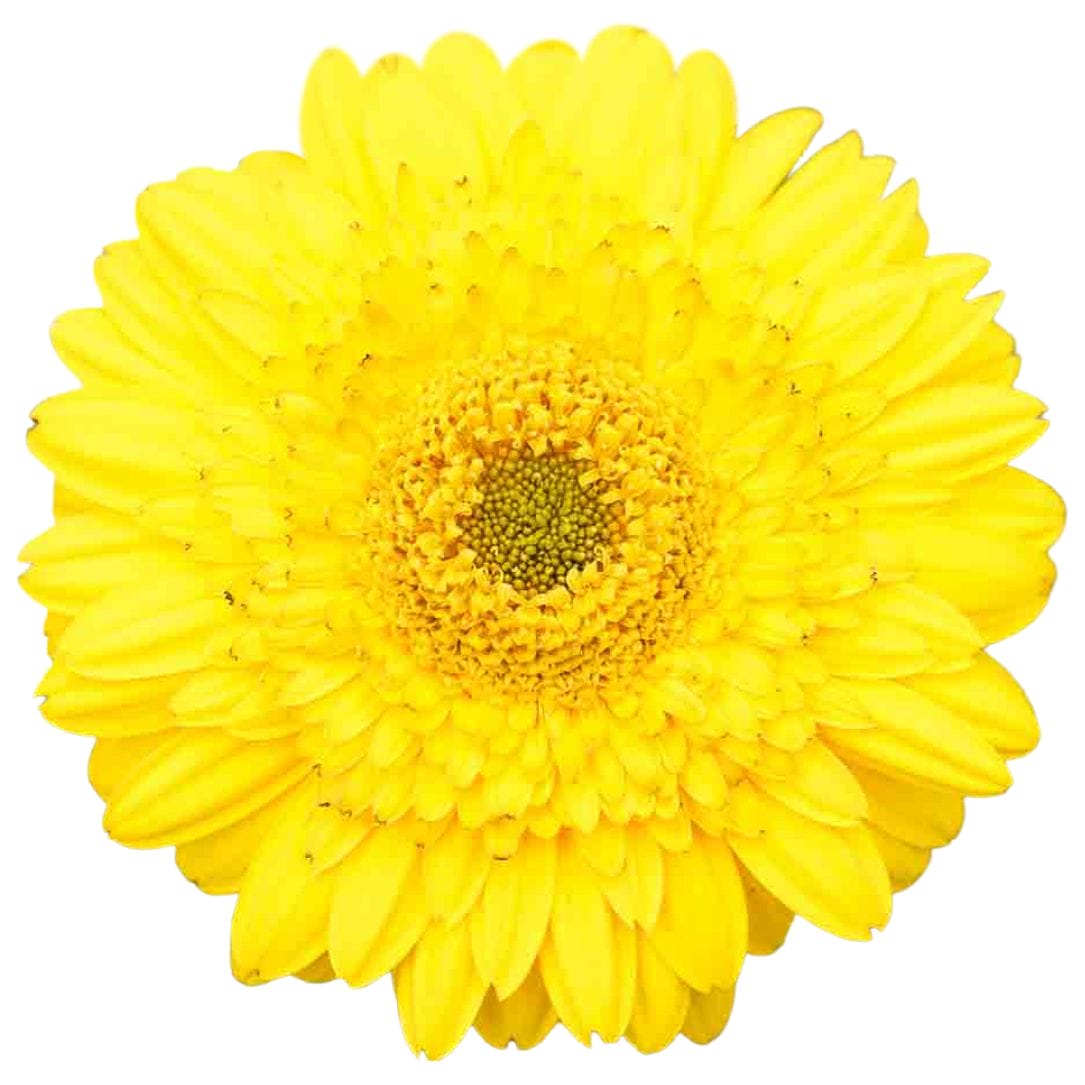 Patio Gerbera Geel ↑ 50 cm ⌀ 23 - Afbeelding 3