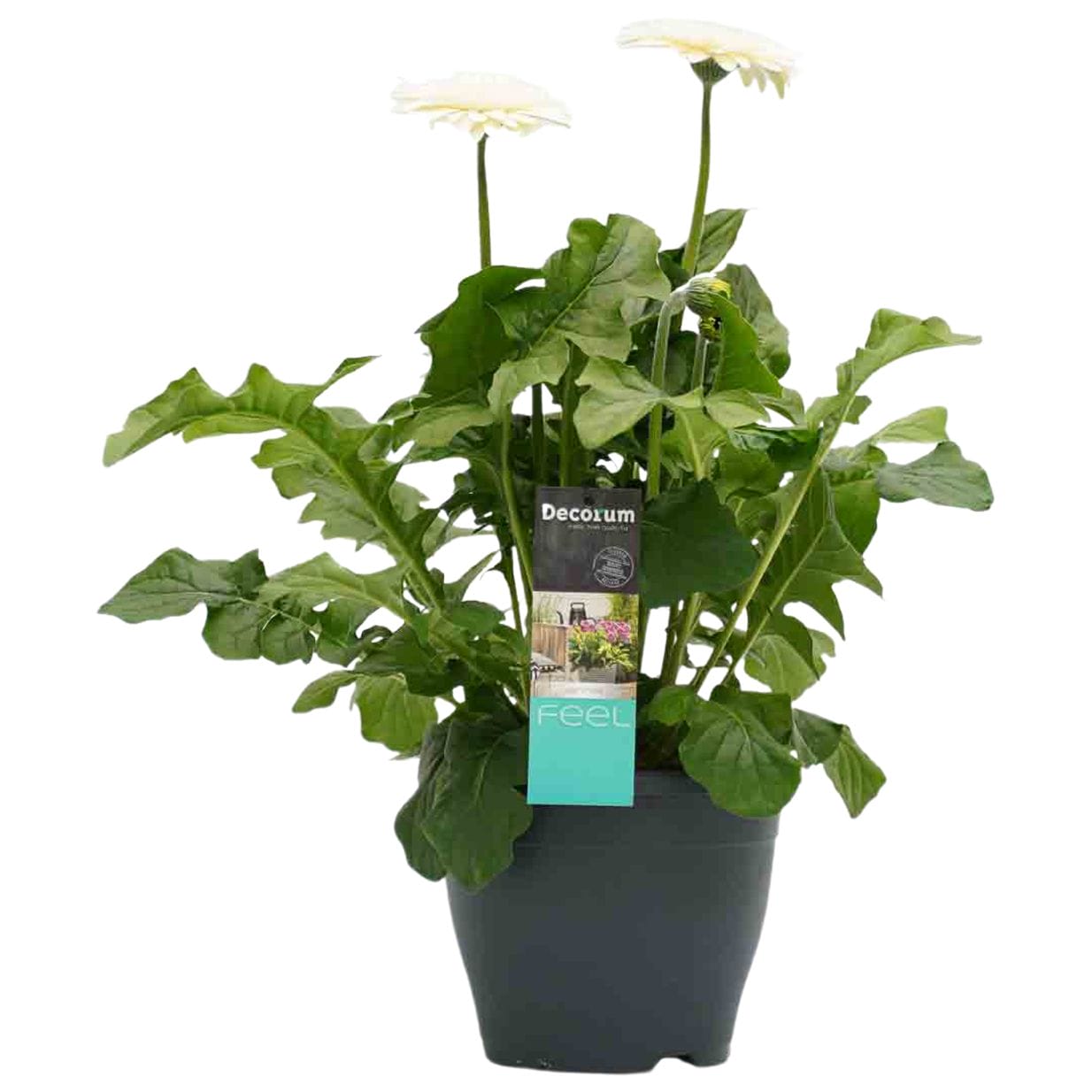 Patio Gerbera cerise /wit dubbel kleurig ↑ 50 cm ⌀ 23