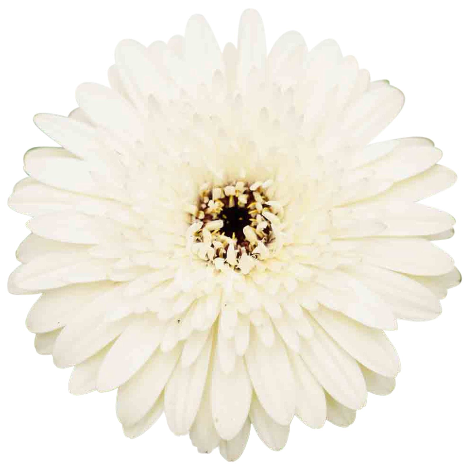 Patio Gerbera cerise /wit dubbel kleurig ↑ 50 cm ⌀ 23 - Afbeelding 3