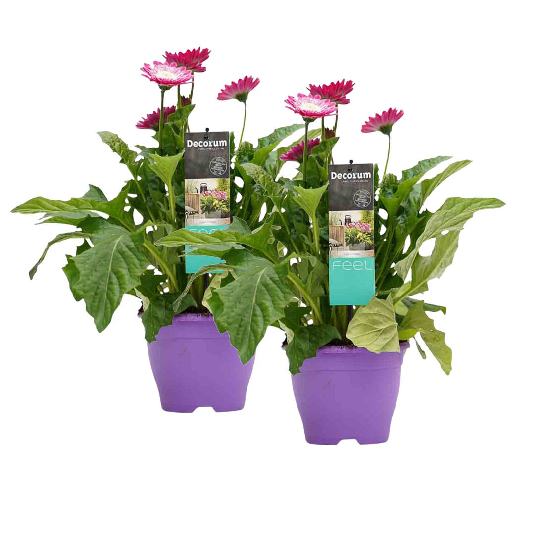 Duo Garvinea Paars ↑ 45 cm ⌀ 17