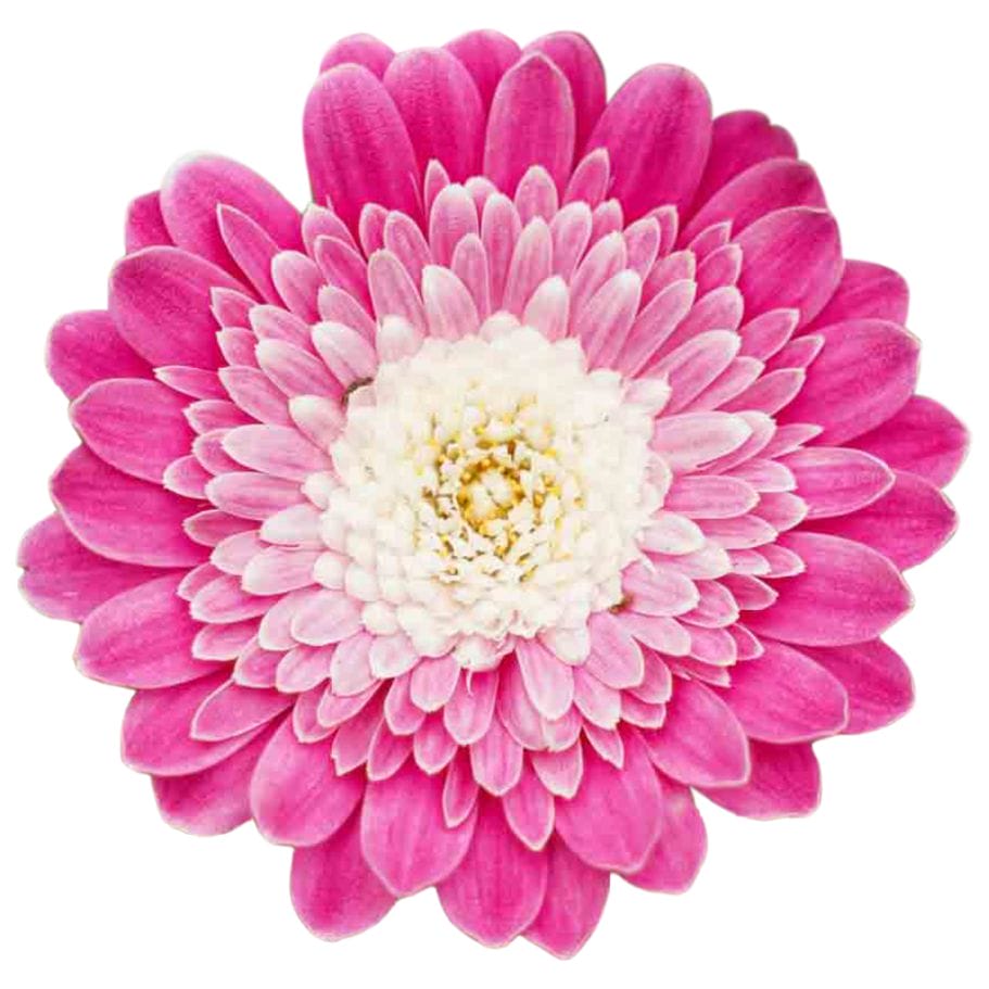 Duo Garvinea Paars ↑ 45 cm ⌀ 17 - Afbeelding 3