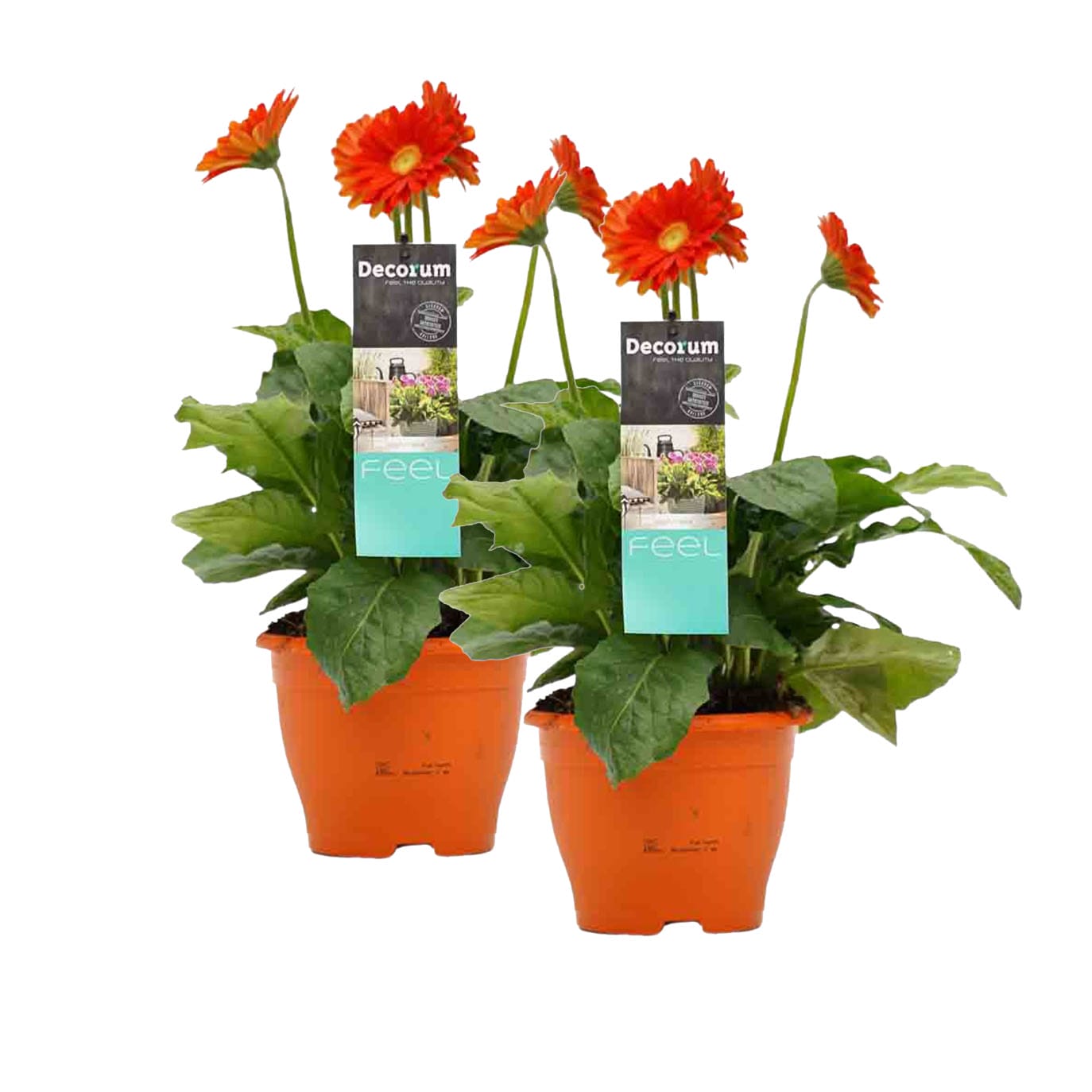 Duo Garvinea Oranje ↑ 45 cm ⌀ 17