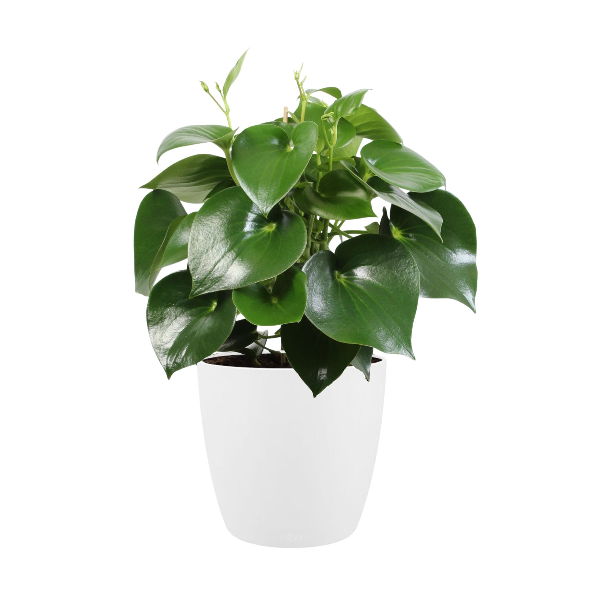 Peperomia polybotrya ‘Raindrop’ in Elho sierpot (wit) ↑ 65 cm ⌀ 27