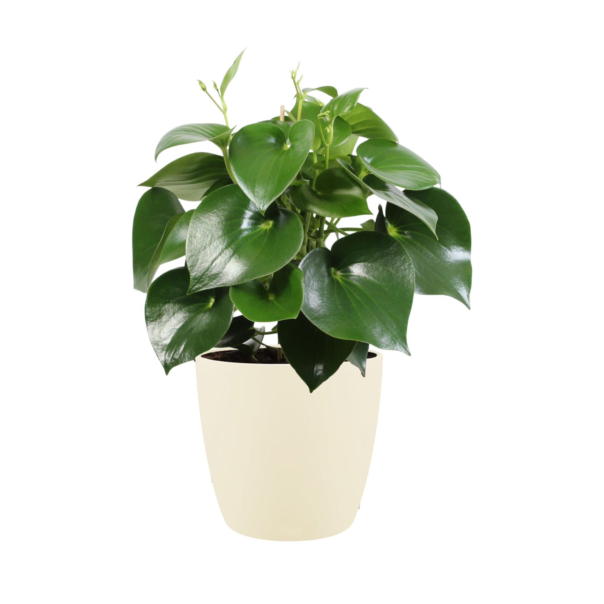 Peperomia polybotrya ‘Raindrop’ in Elho sierpot (soap) ↑ 65 cm ⌀ 27