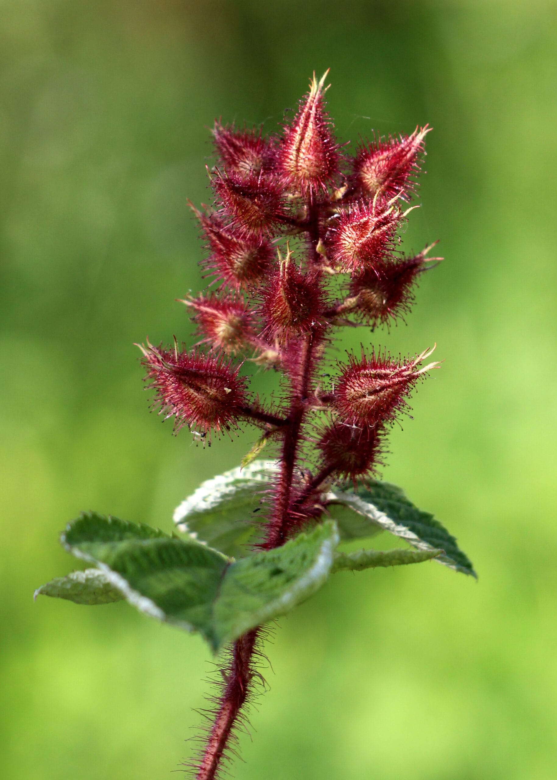 Japanse wijnbes ↑ 55 cm ⌀ 19 - Afbeelding 3