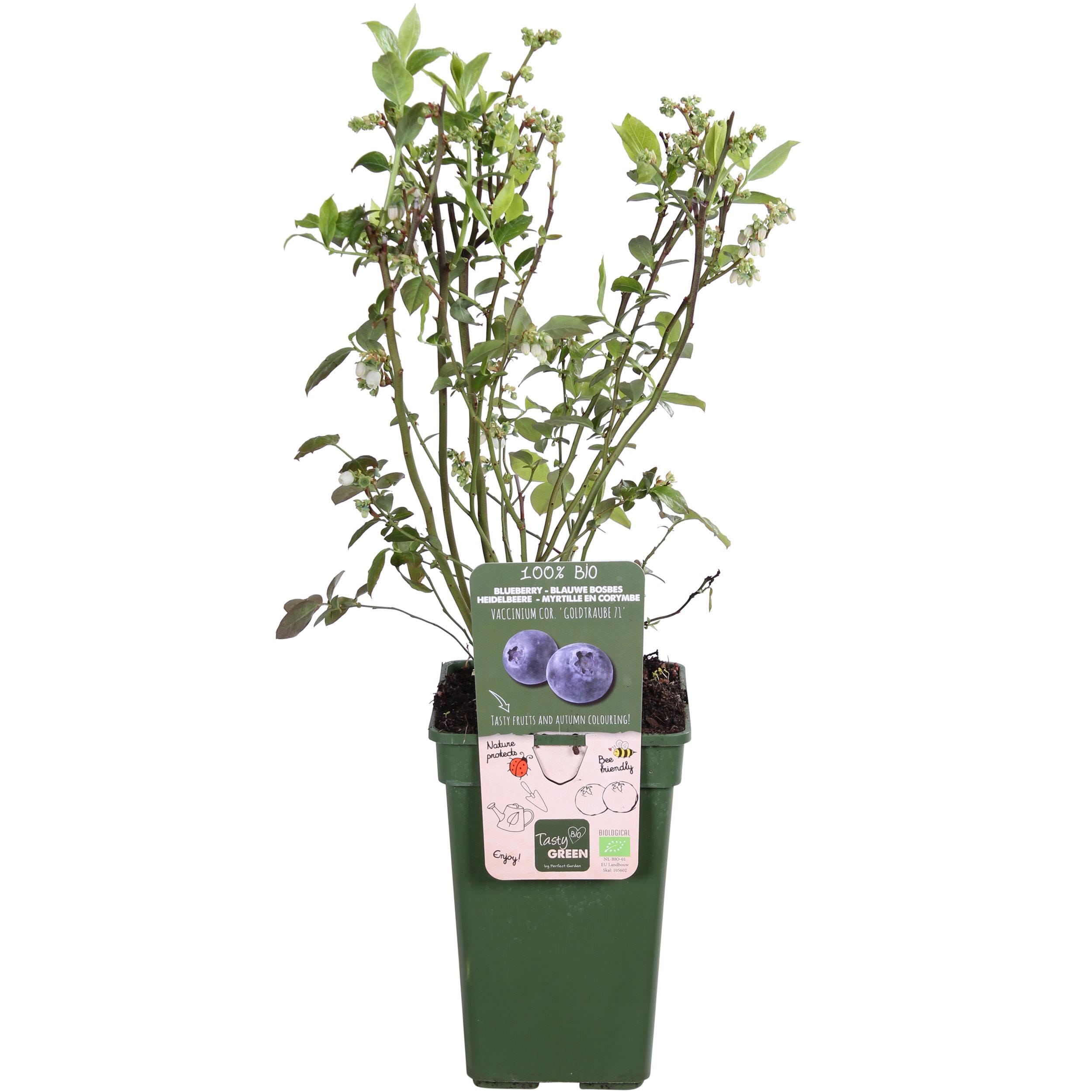 Amerikaanse bosbes ↑ 55 cm ⌀ 19