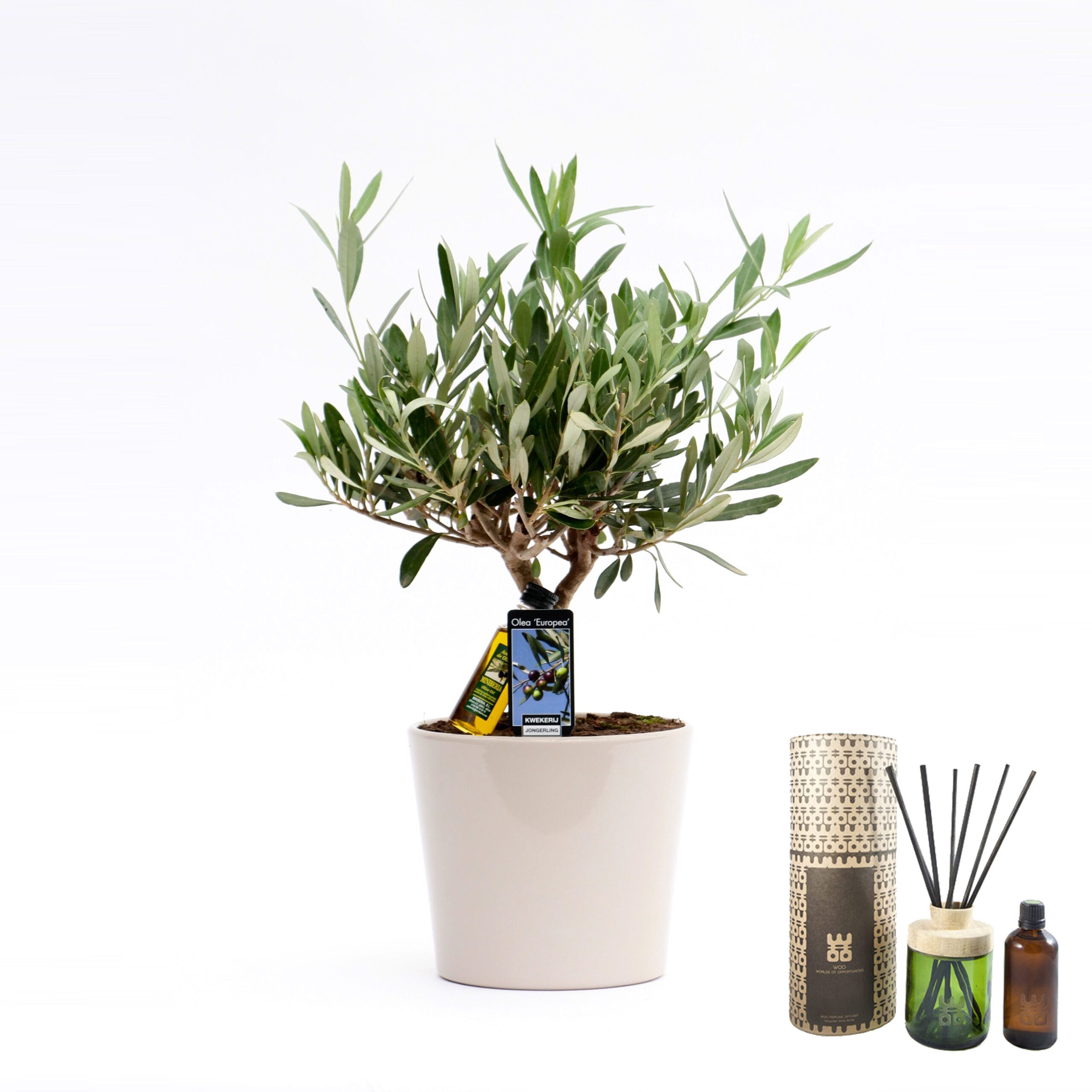 Combi: Olijf in Roma keramiek en WOO diffuser (100 ml) ↑ 40 cm ⌀ 16