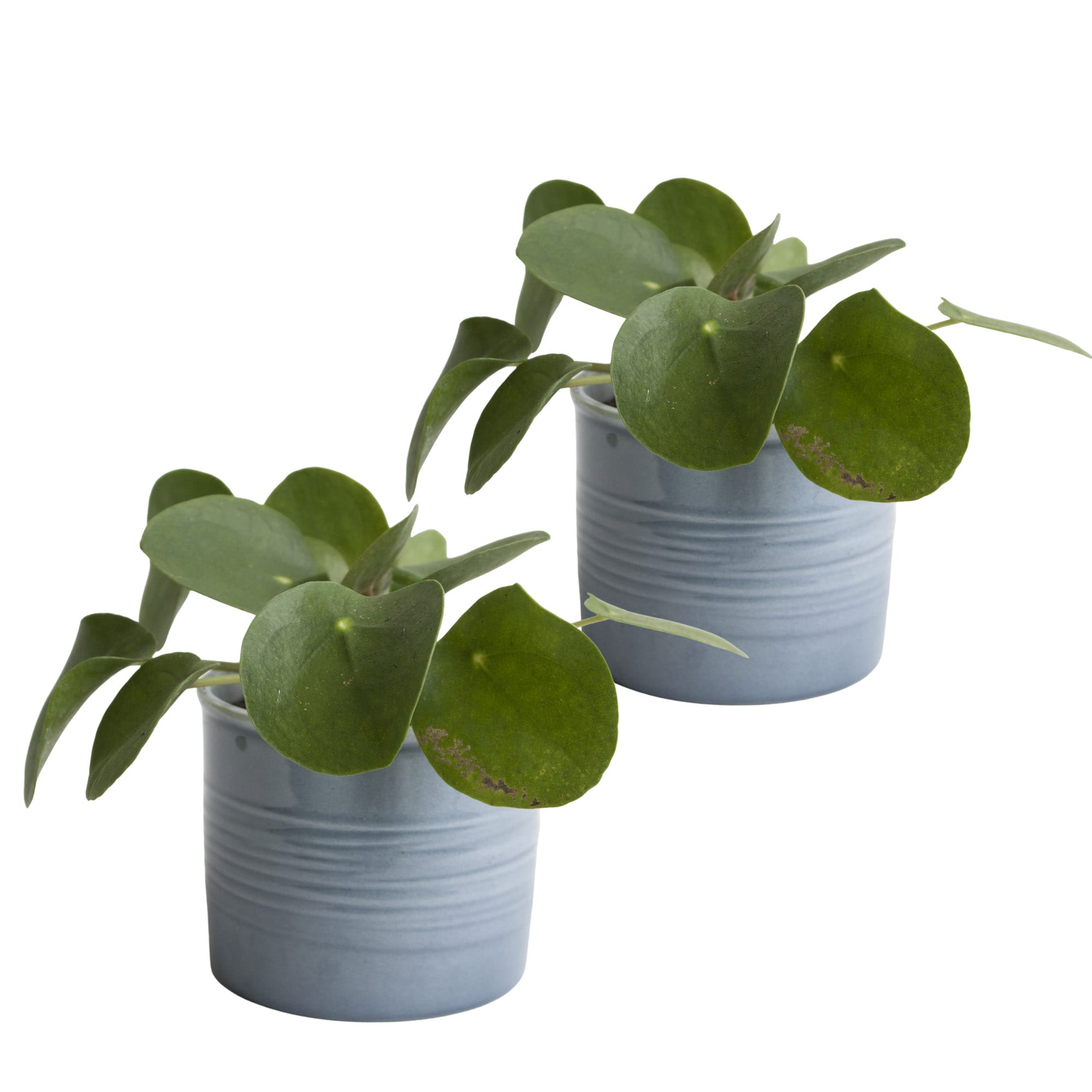 Duo Pannenkoekplant in keramiek (blauw) ↑ 12 cm ⌀ 10