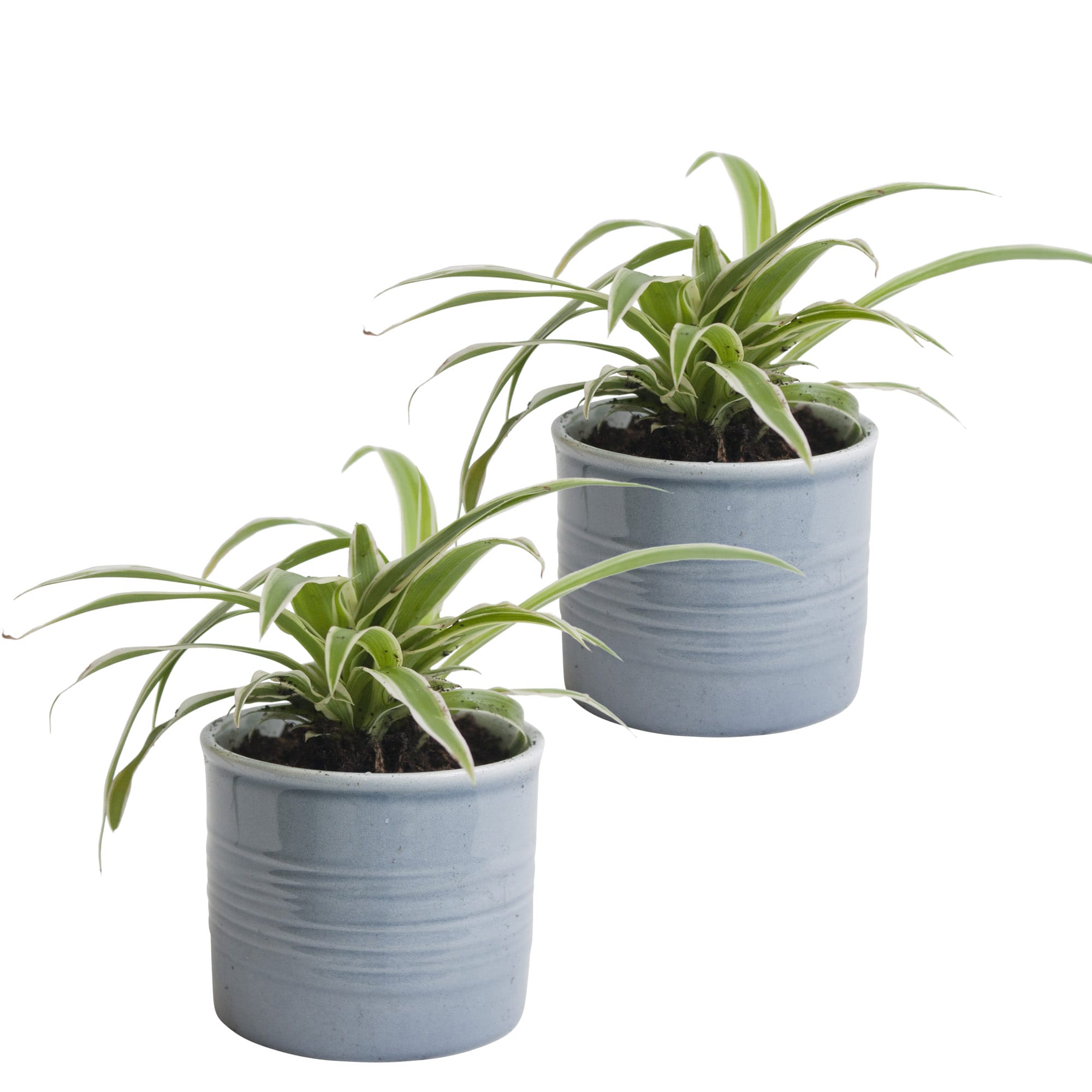 Duo graslelie in keramiek (blauw) ↑ 12 cm ⌀ 10