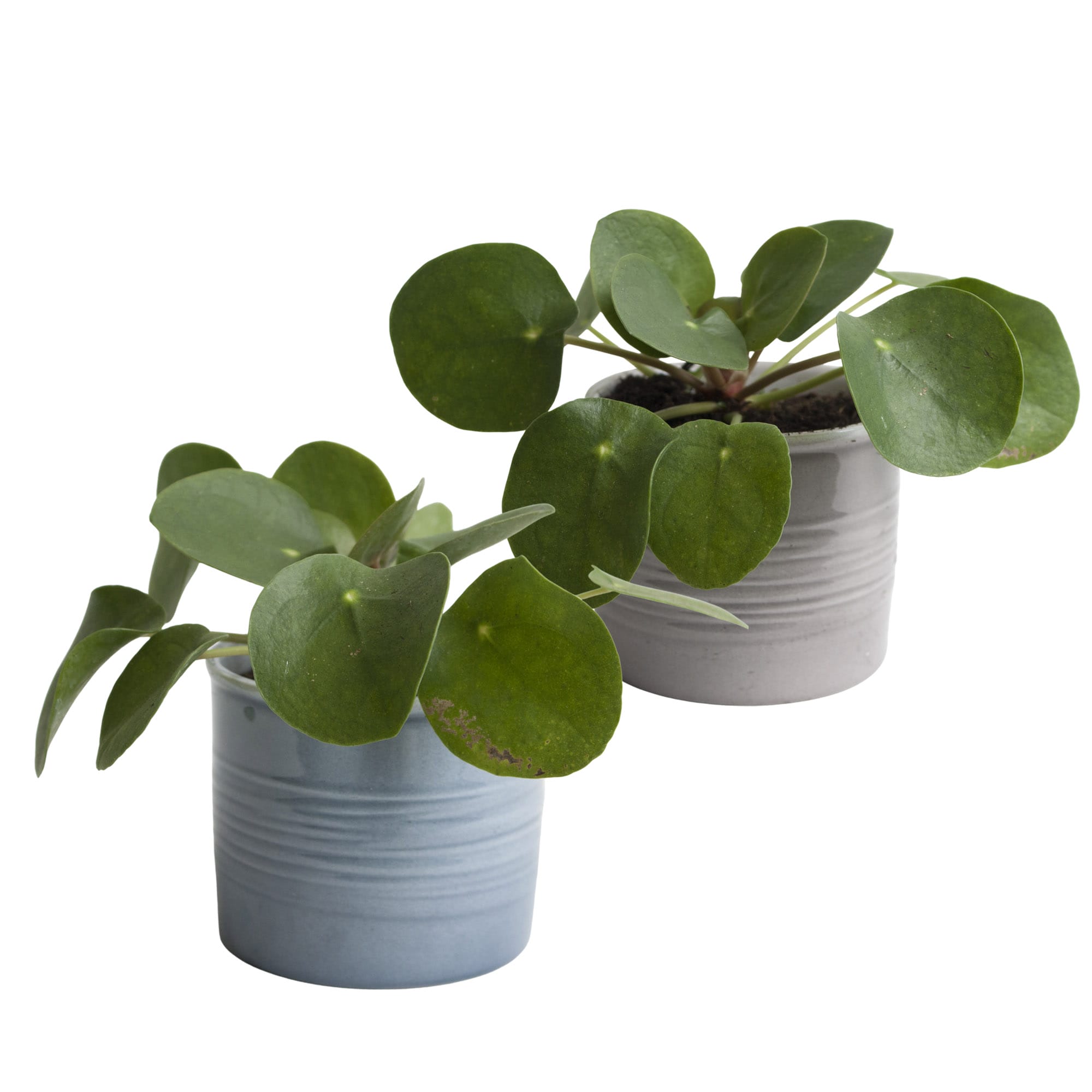 Duo Pannenkoekplant in keramiek ↑ 12 cm ⌀ 10