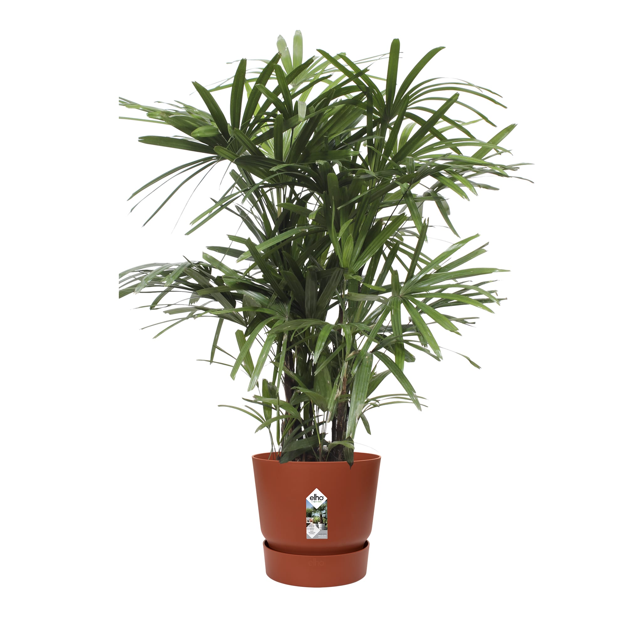 Rhapis Excelsa in Elho pot ↑ 110 cm ⌀ 27 cm