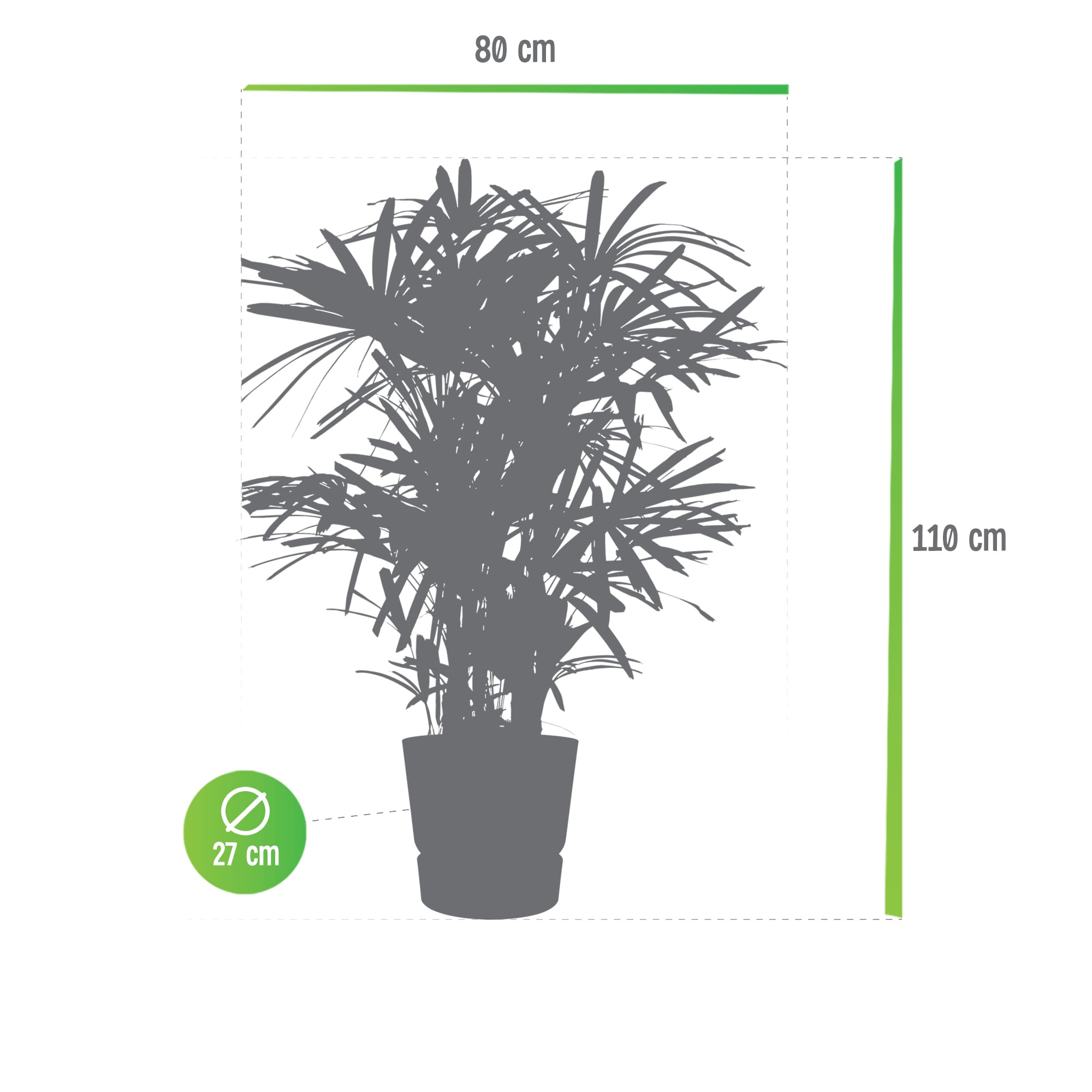 Rhapis Excelsa in Elho pot ↑ 110 cm ⌀ 27 cm - Afbeelding 8