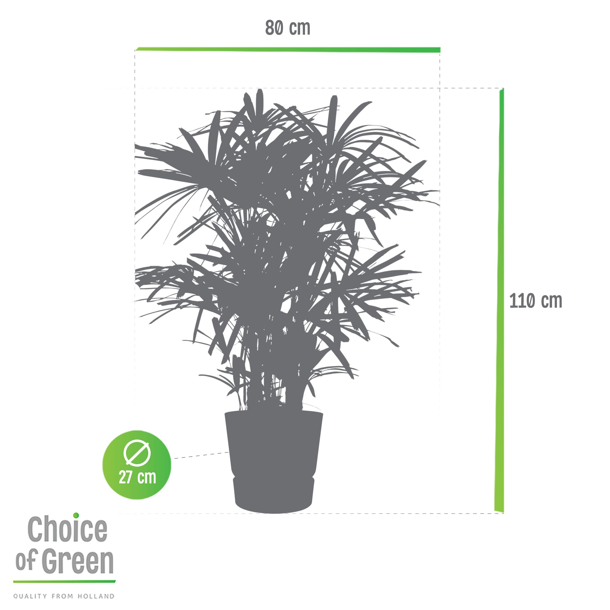 Rhapis Excelsa in Elho pot ↑ 110 cm ⌀ 27 cm - Afbeelding 9