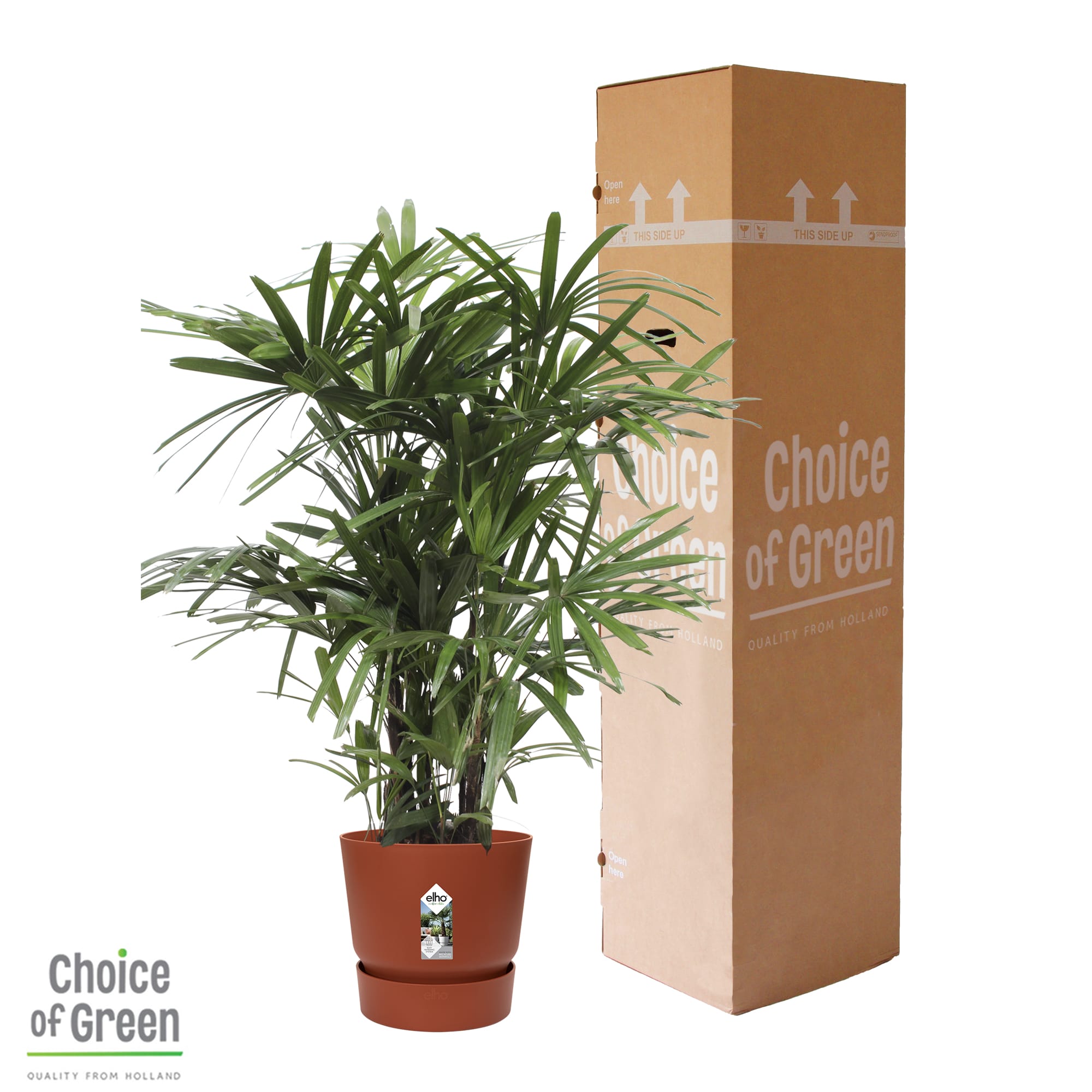 Rhapis Excelsa in Elho pot ↑ 110 cm ⌀ 27 cm - Afbeelding 11