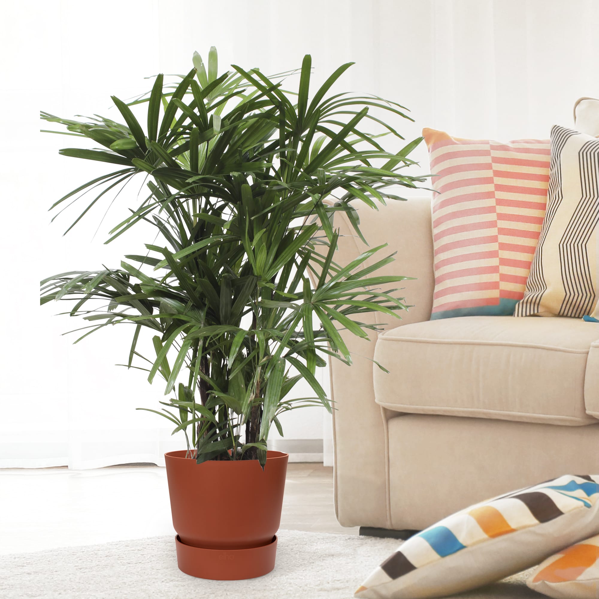 Rhapis Excelsa in Elho pot ↑ 110 cm ⌀ 27 cm - Afbeelding 12