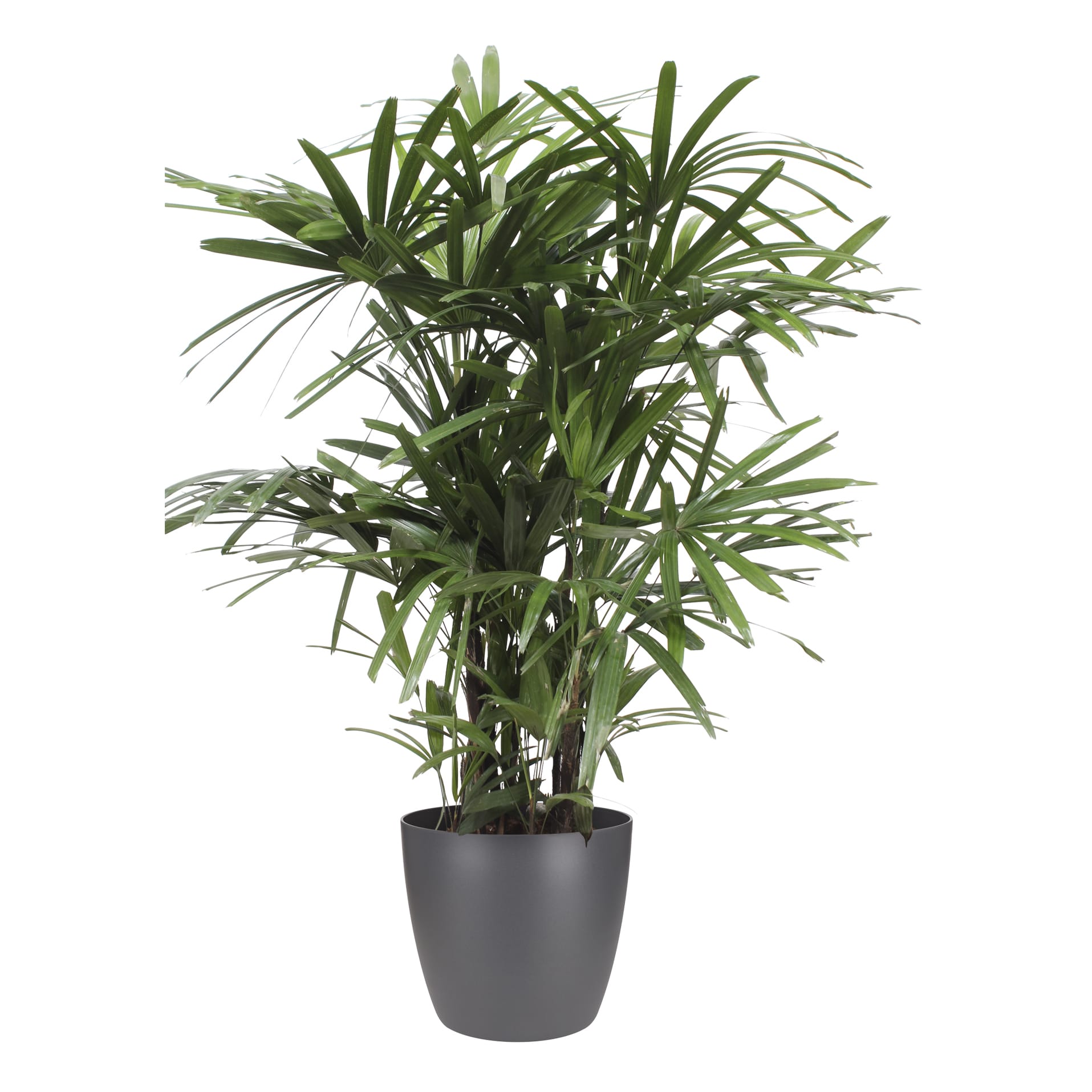 Rhapis Excelsa met Elho Brussels Round pot Antracite ↑ 110 cm ⌀ 27 cm