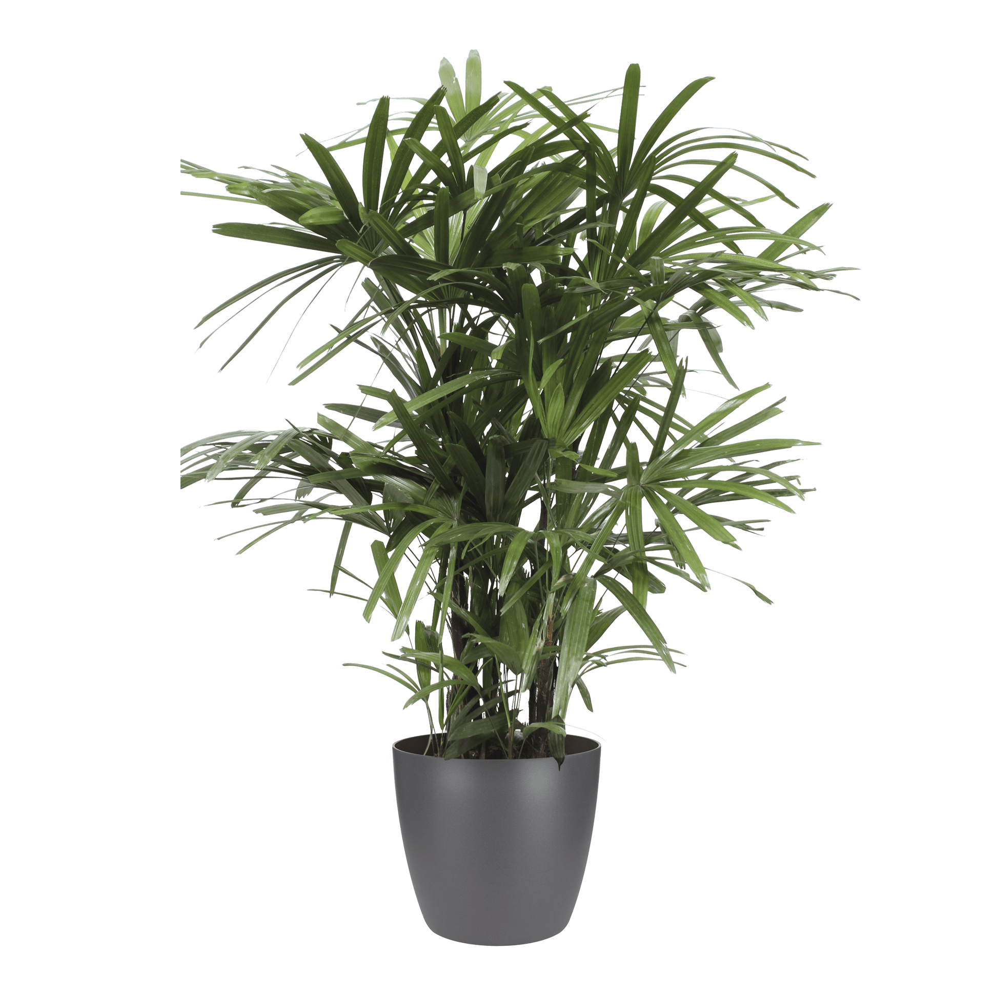 Rhapis Excelsa met Elho Brussels Round pot Antracite ↑ 110 cm ⌀ 27 cm - Afbeelding 3